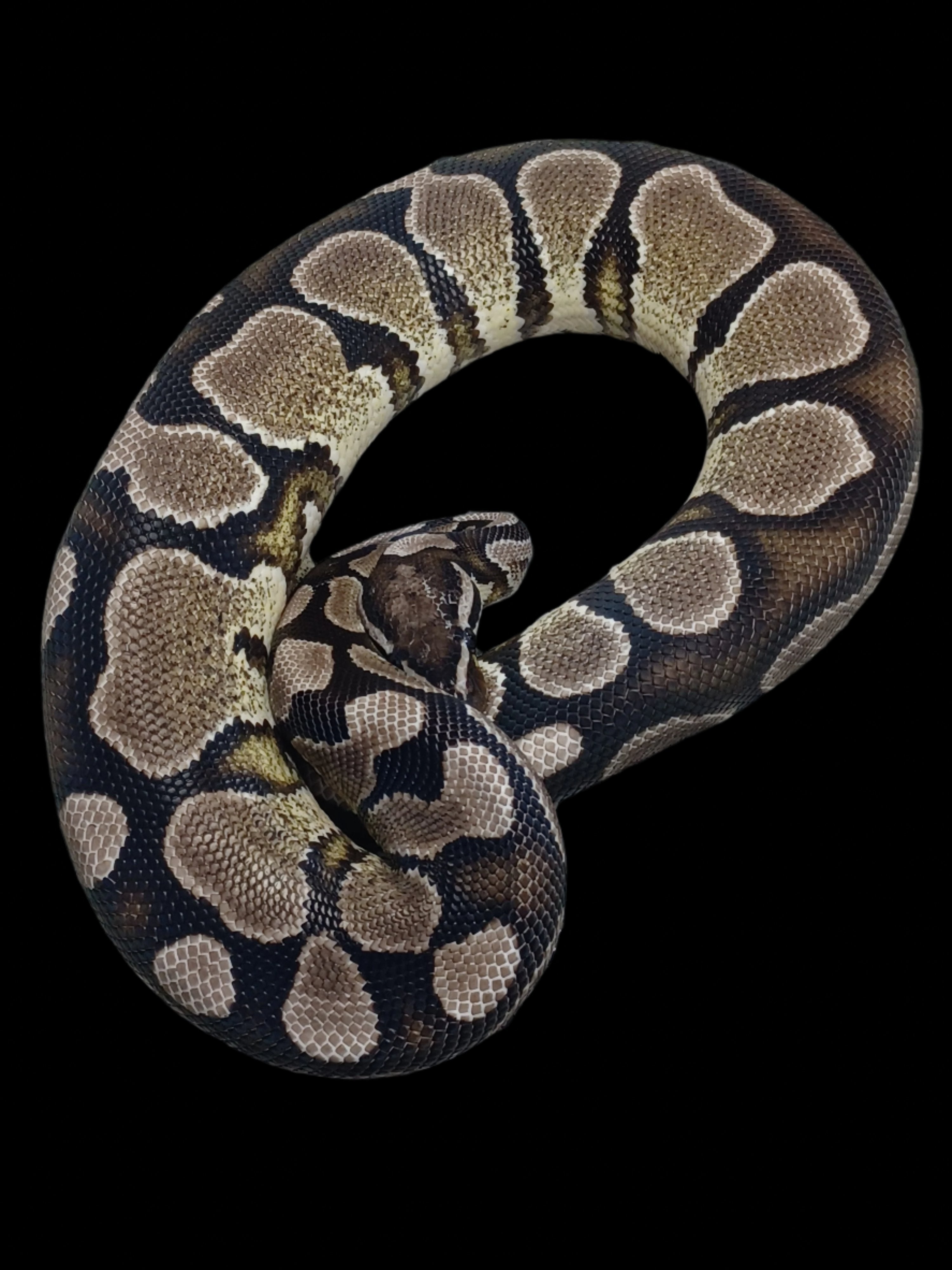 Ball Python (VPI YB)