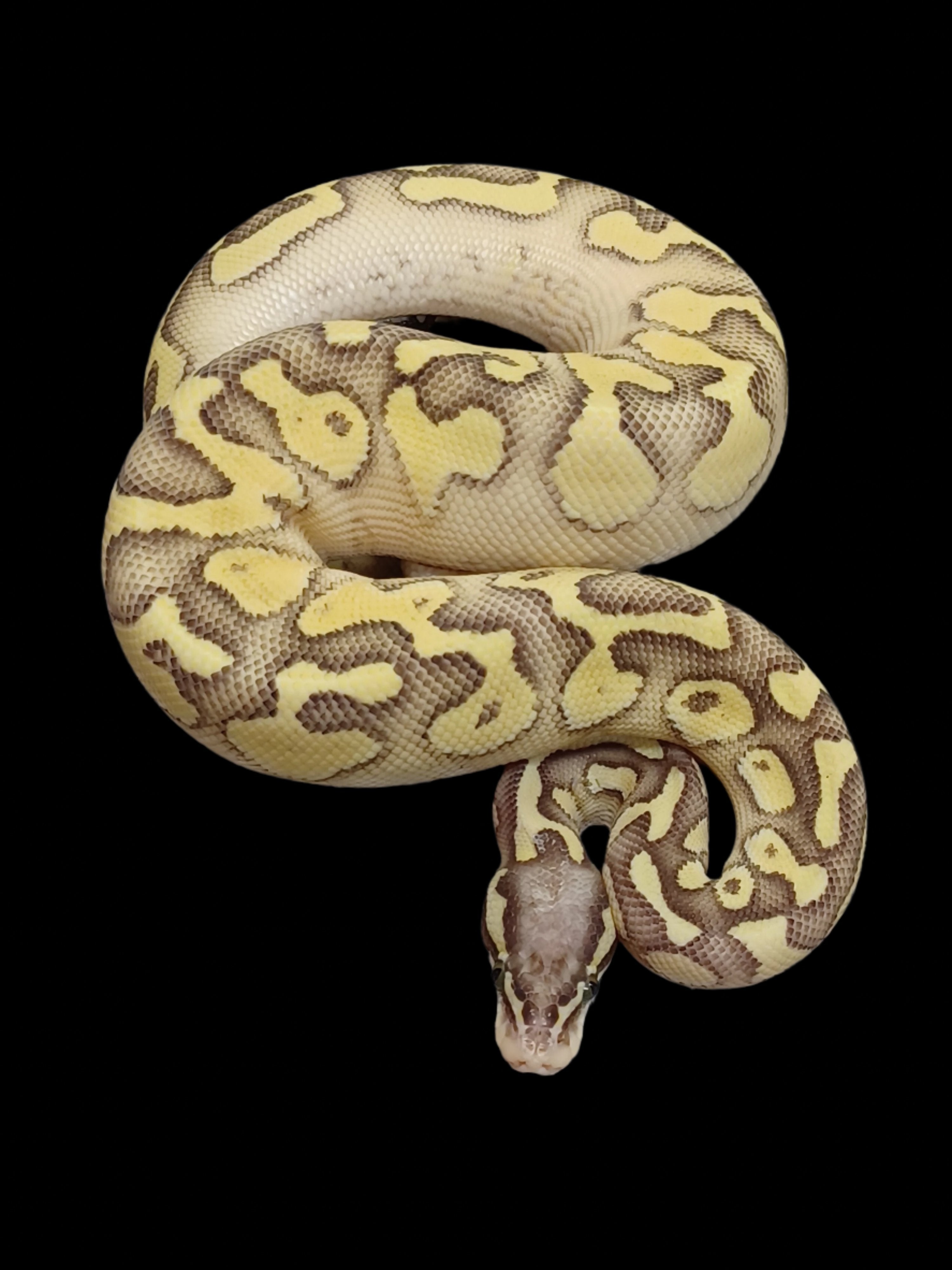 Ball Python (Pastel Butter YB Het Hypo Clown)