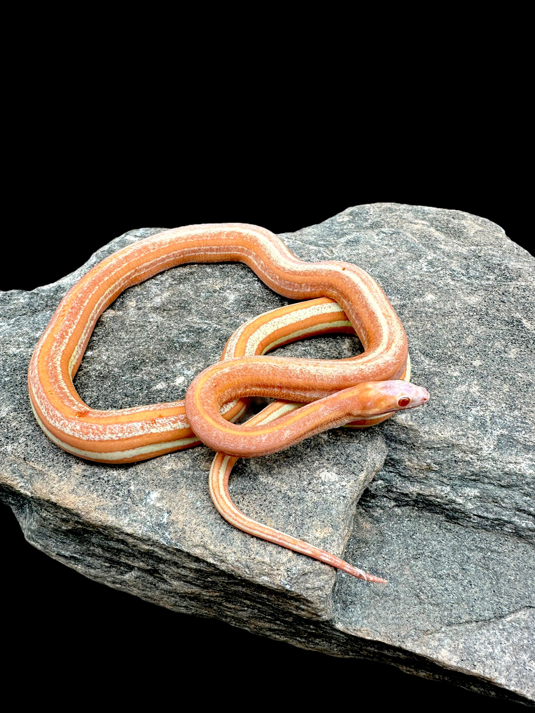 Corn Snake (Scaleless Tessera Amel) Sub-Adult Male CBB