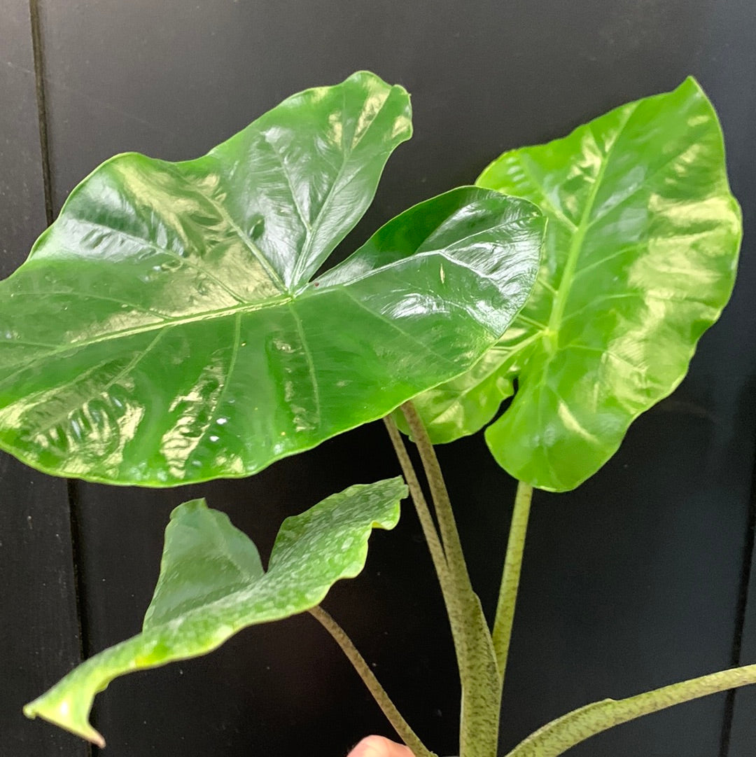 Alocasia Julie