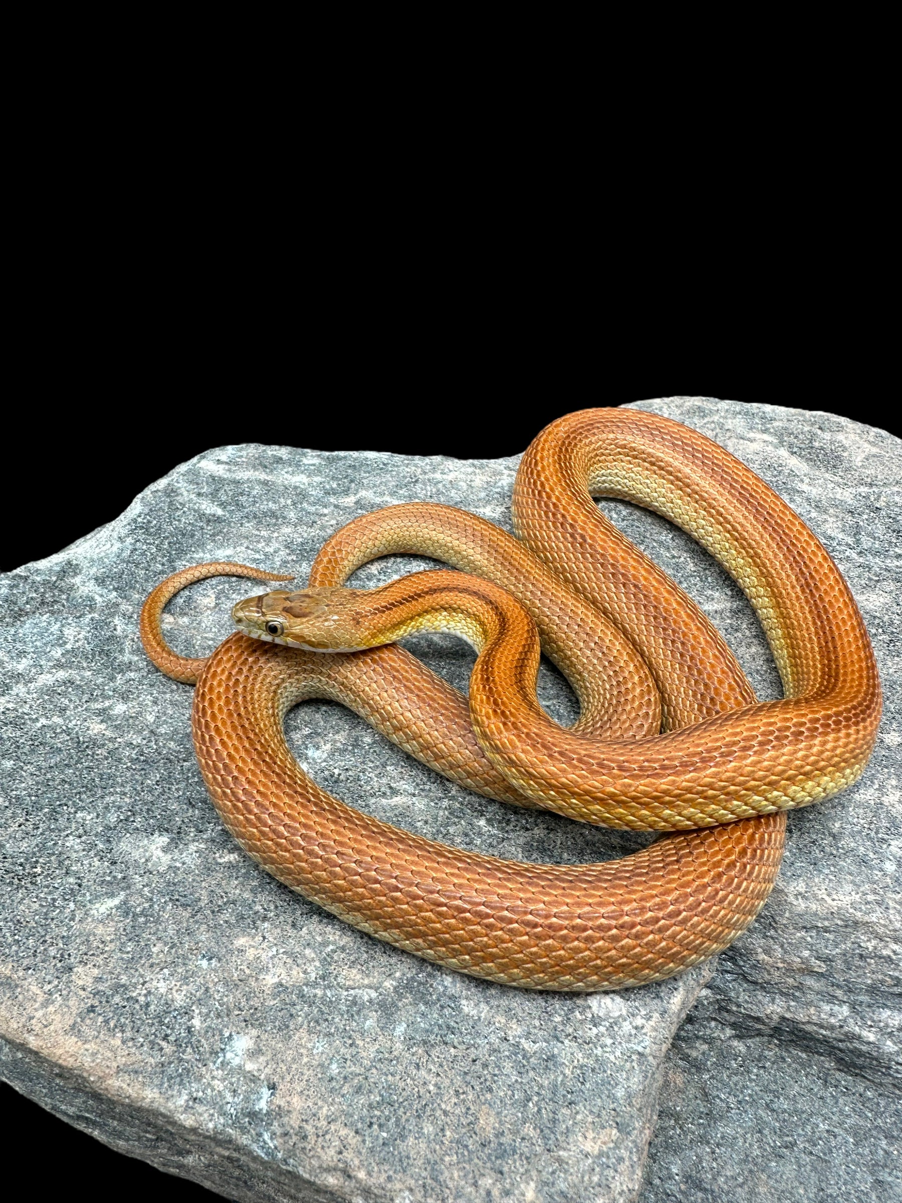 Corn Snake (Tessera Stripe Het Scaleless) Sub-Adult Female CBB