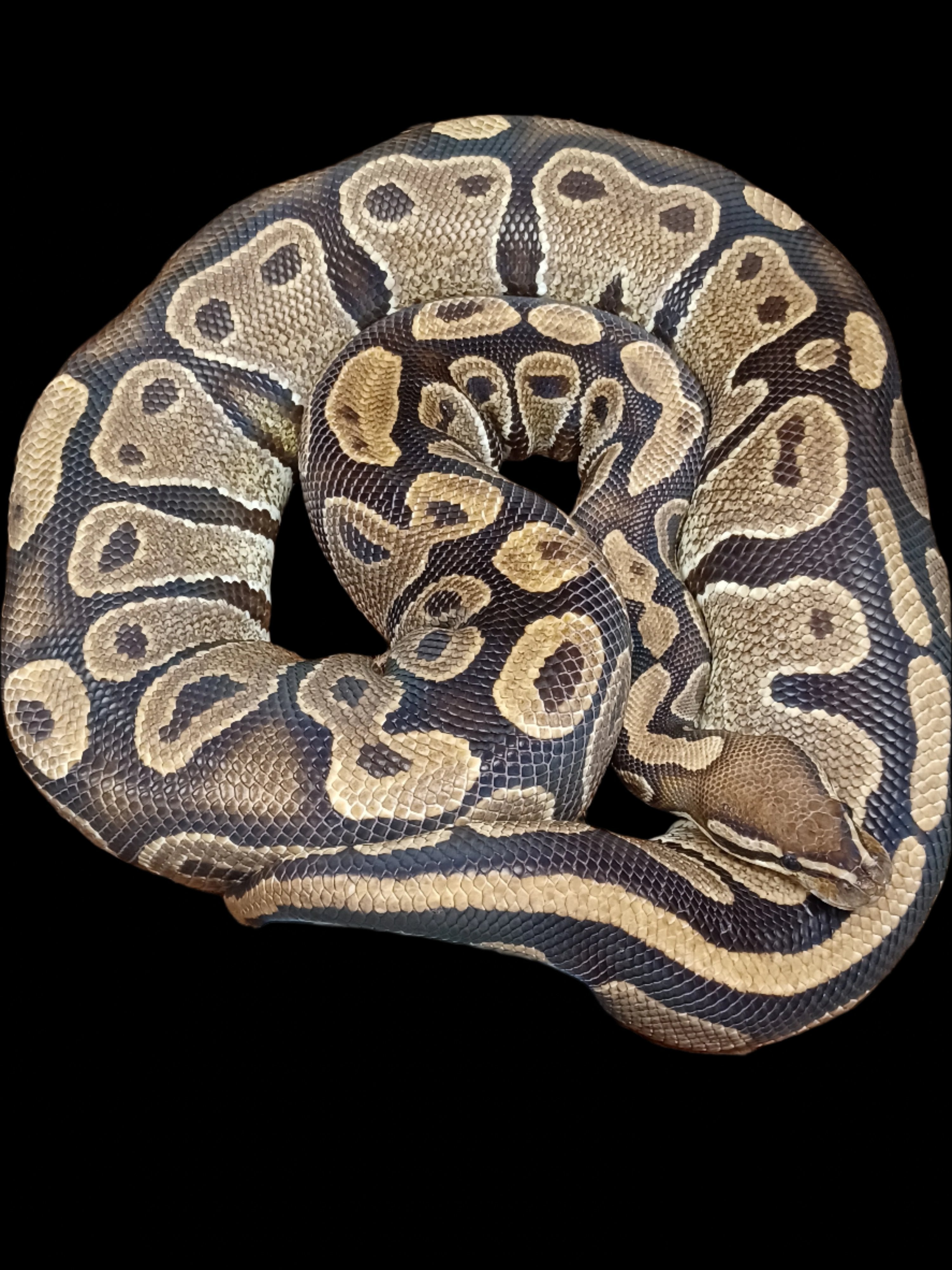 Ball Python (Het Ultramel)