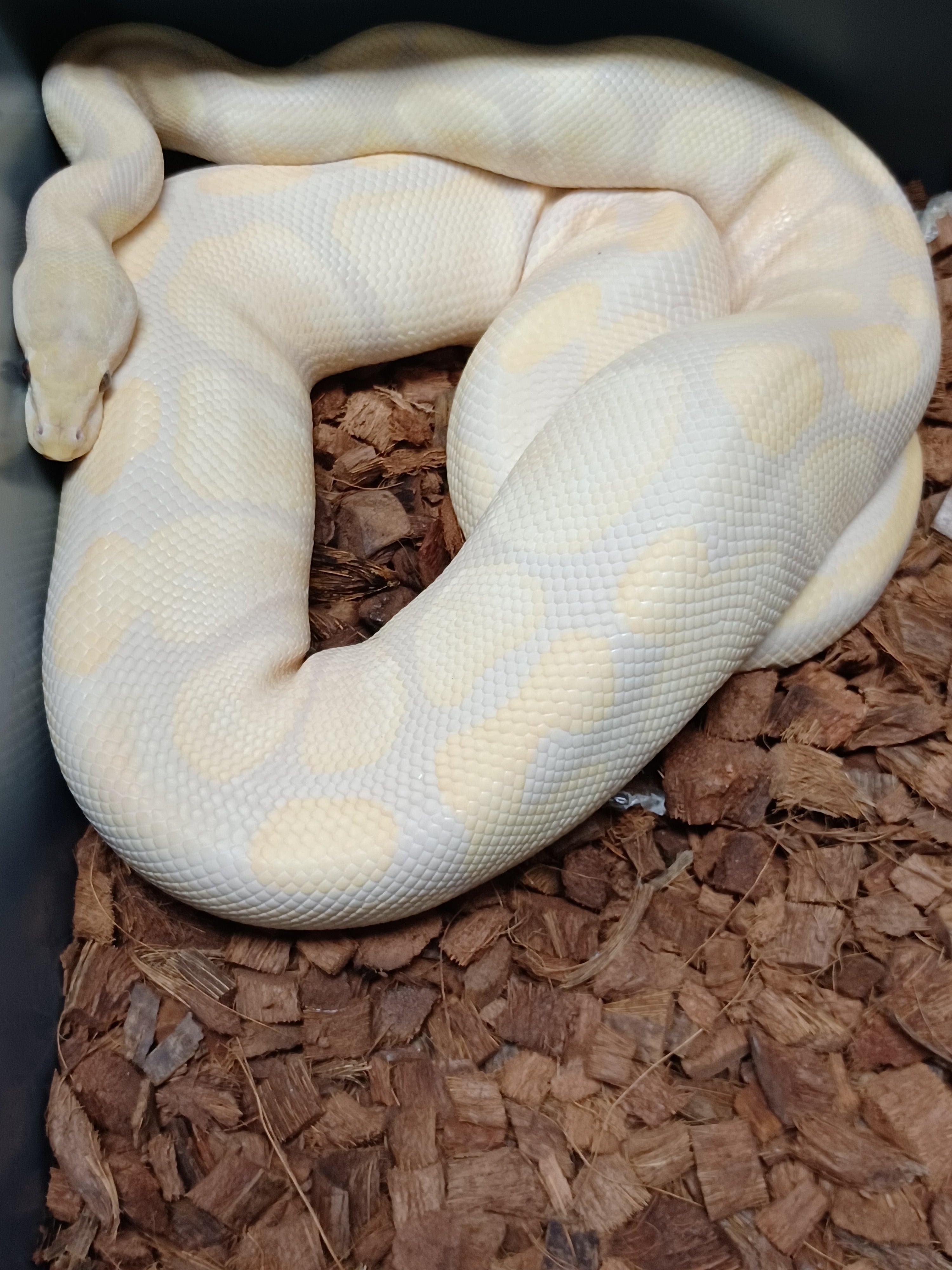 Ball Python (Lavender)