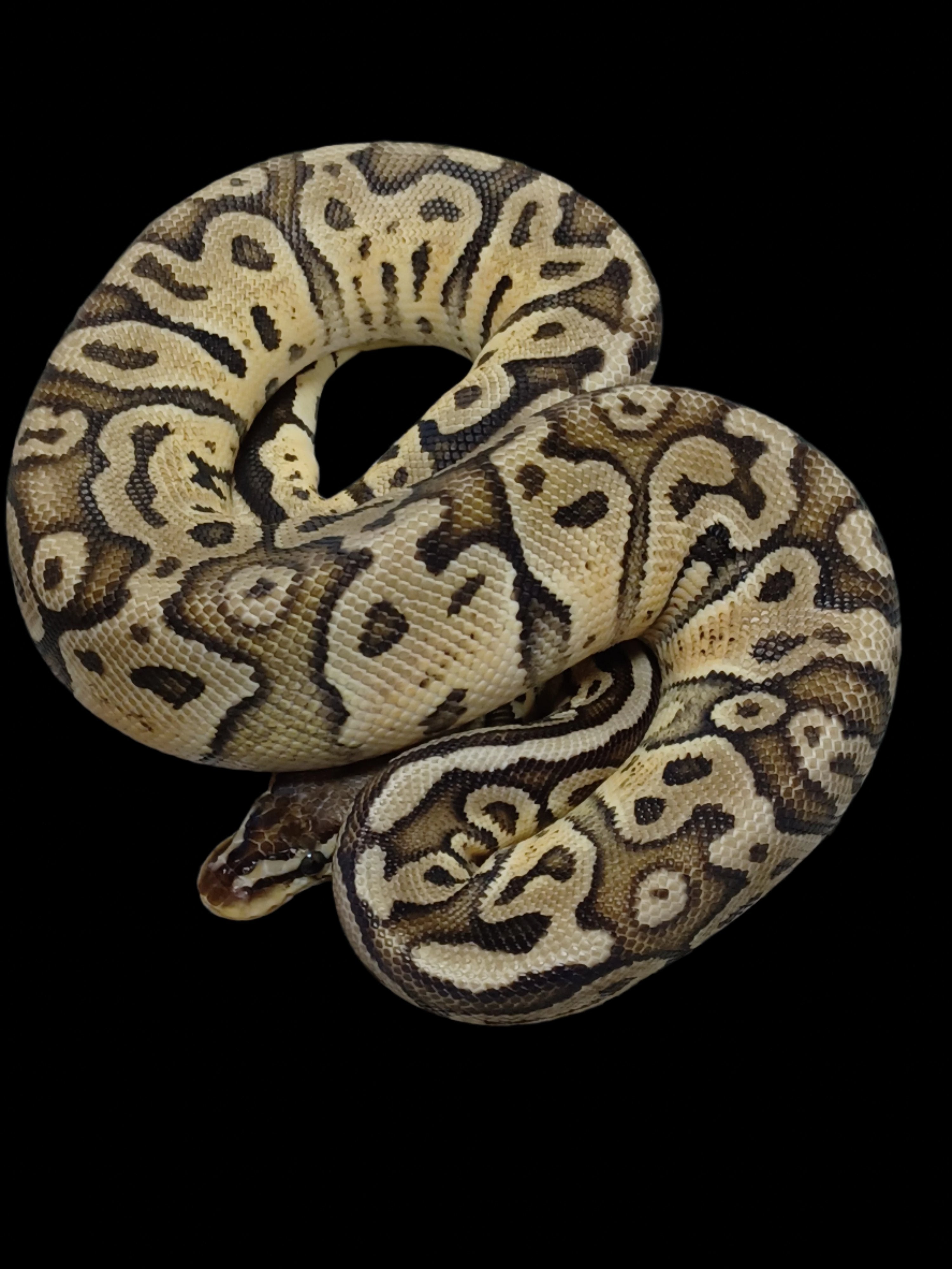 Ball Python (Pastel YB Het Pied)