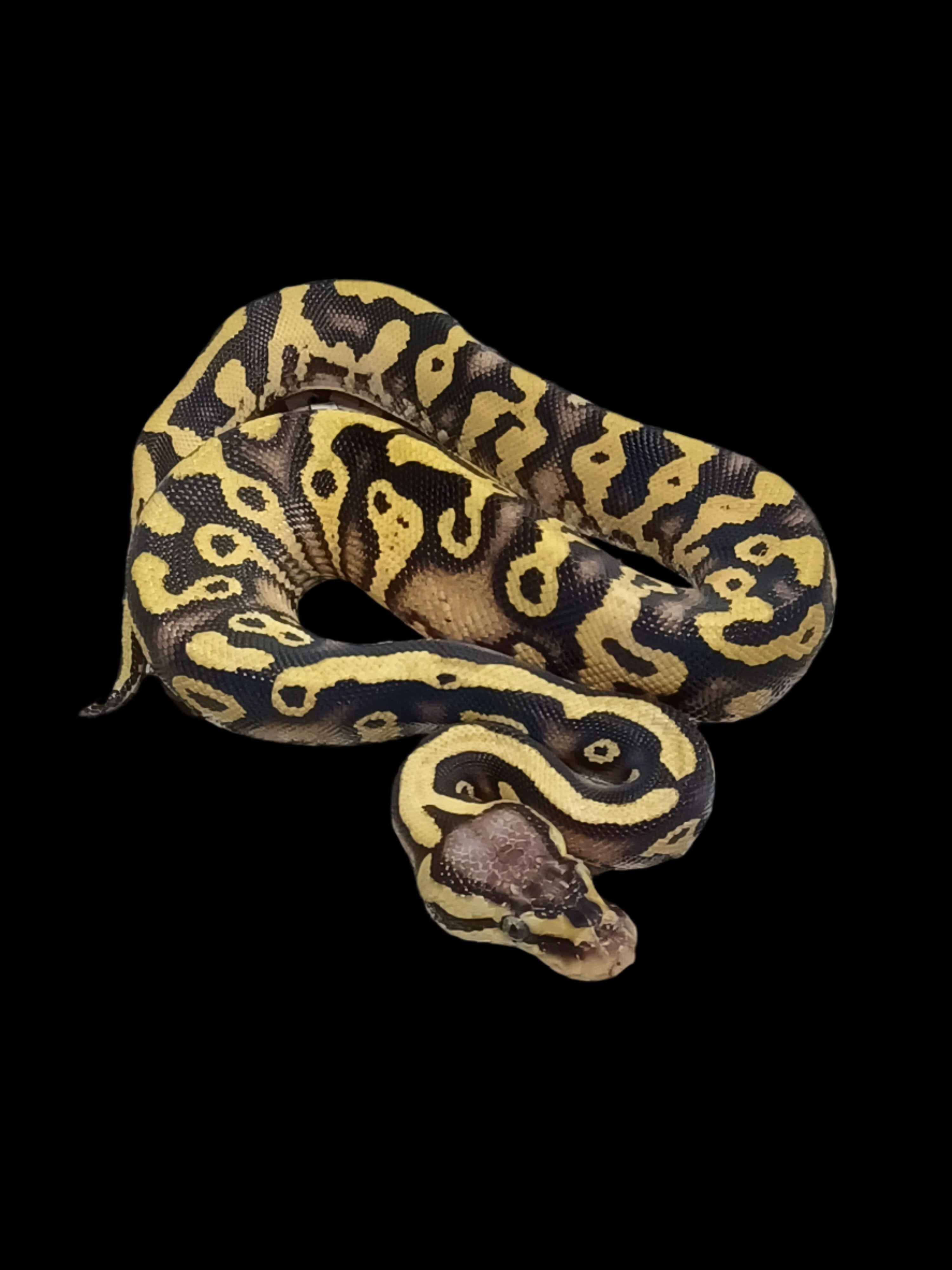 Ball Python (Pastel Asphalt/YB Het Clown)