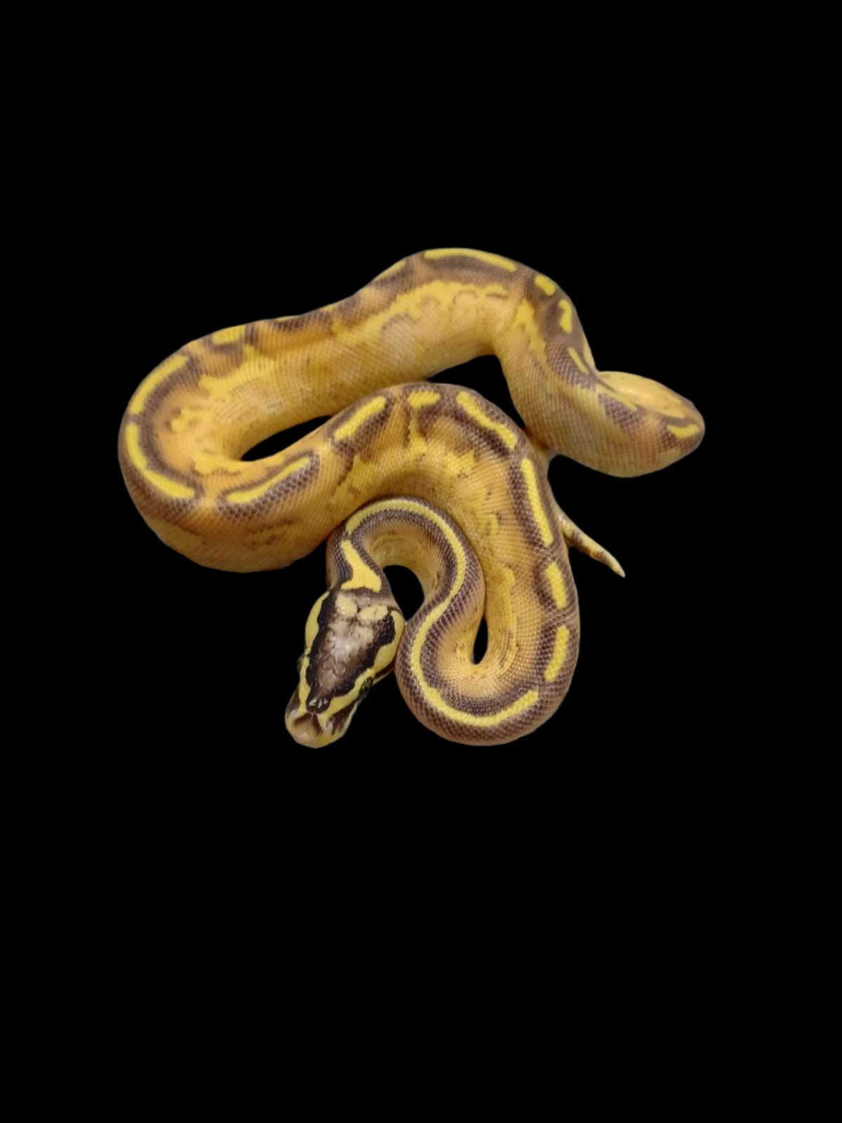 Ball Python (Pastel Enchi Freeway Het G-Stripe)