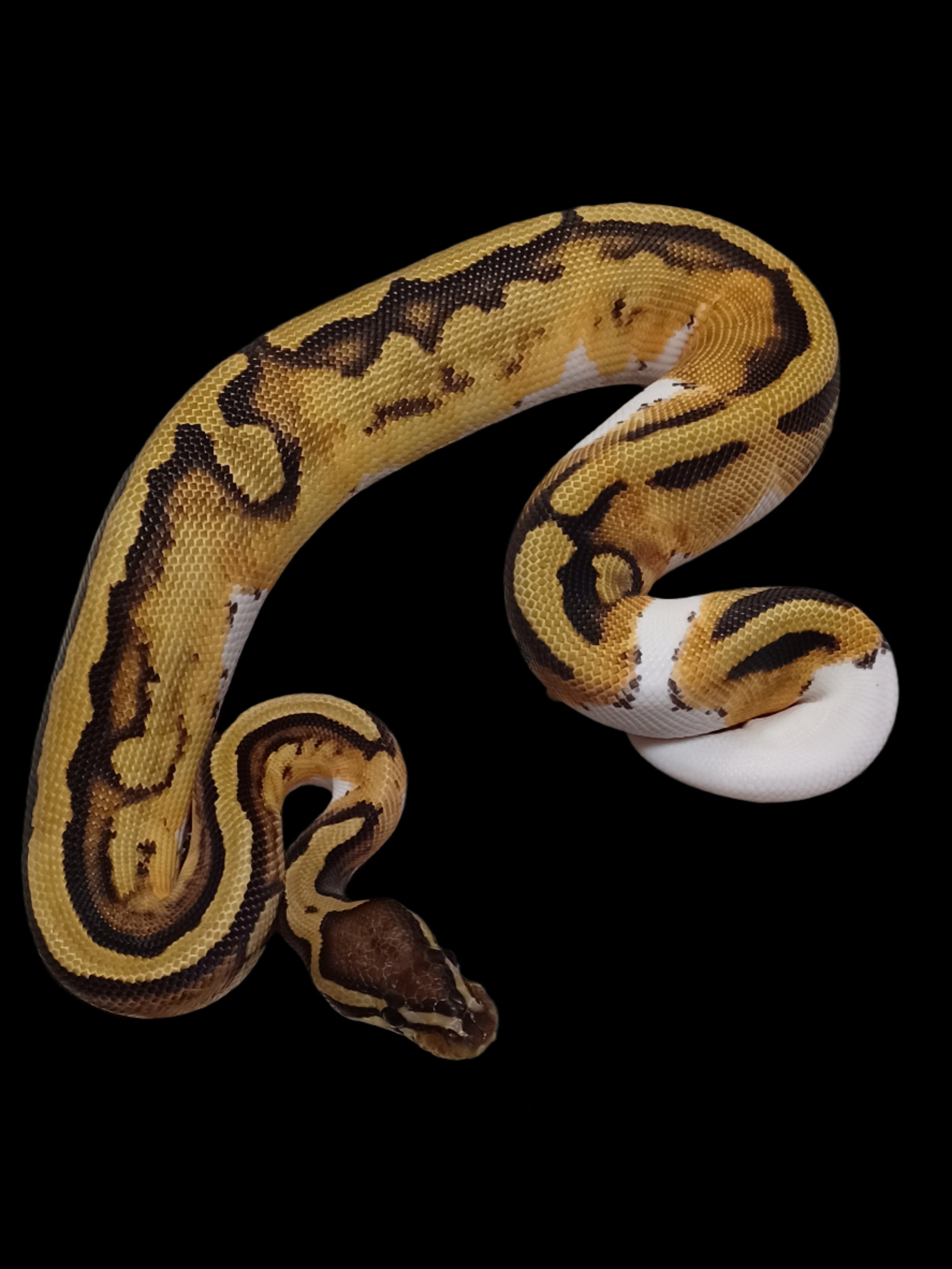 Ball Python (Pied Het Hypo Ultramel)