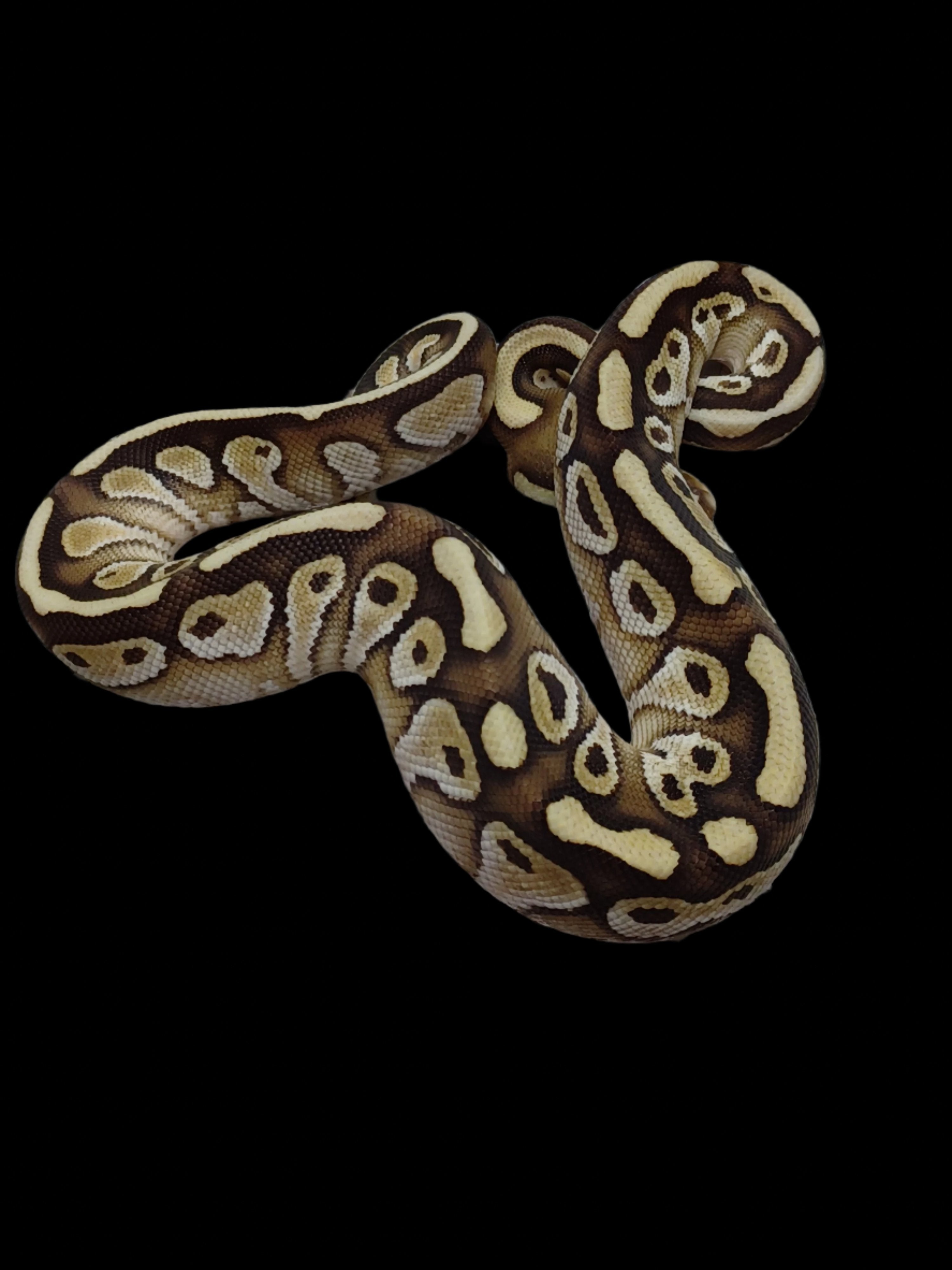 Ball Python (Lesser Het DG Hypo Clown Poss Fire)