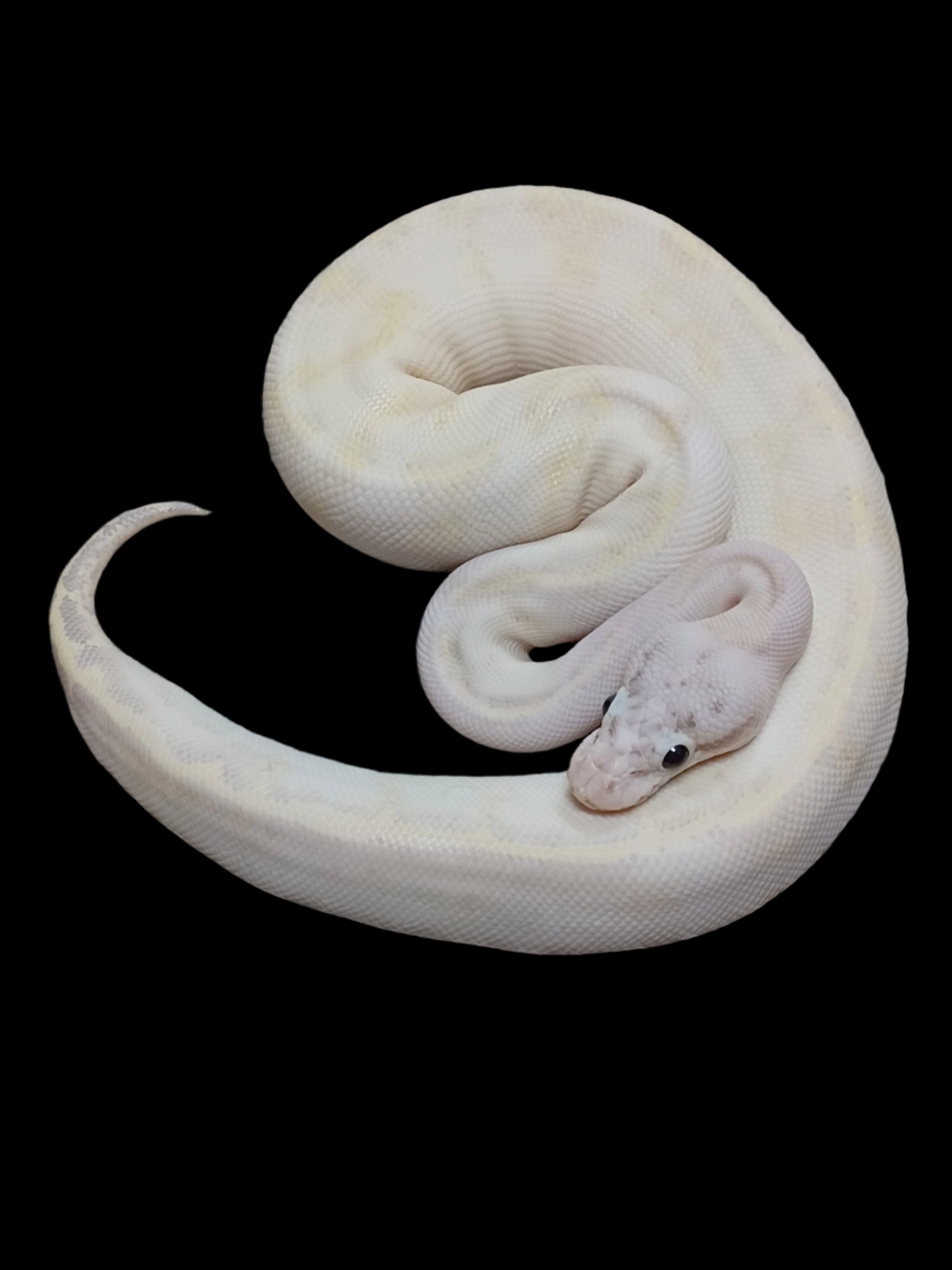 Ball Python (Pastel Ivory Het Clown)