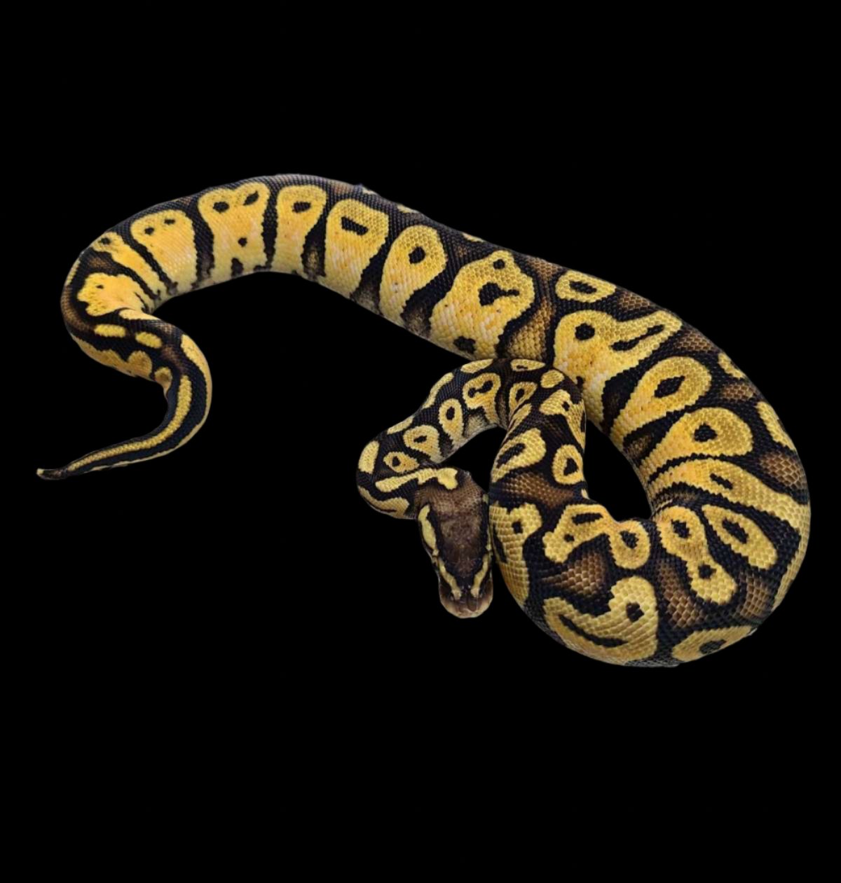 Ball Python (Pastel Blackhead)