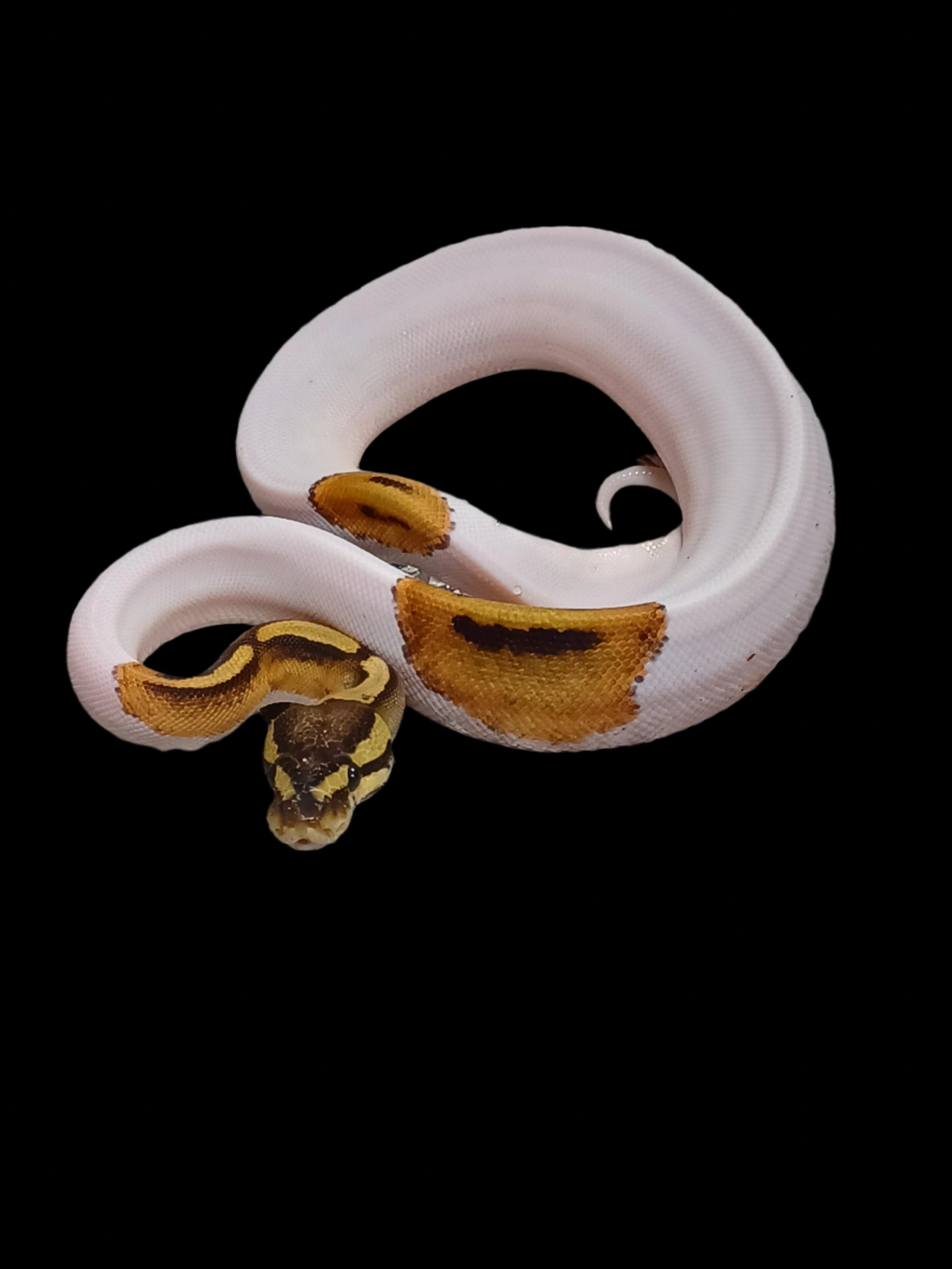 Ball Python (Pied Het G-Stripe 66% Het Lavender)