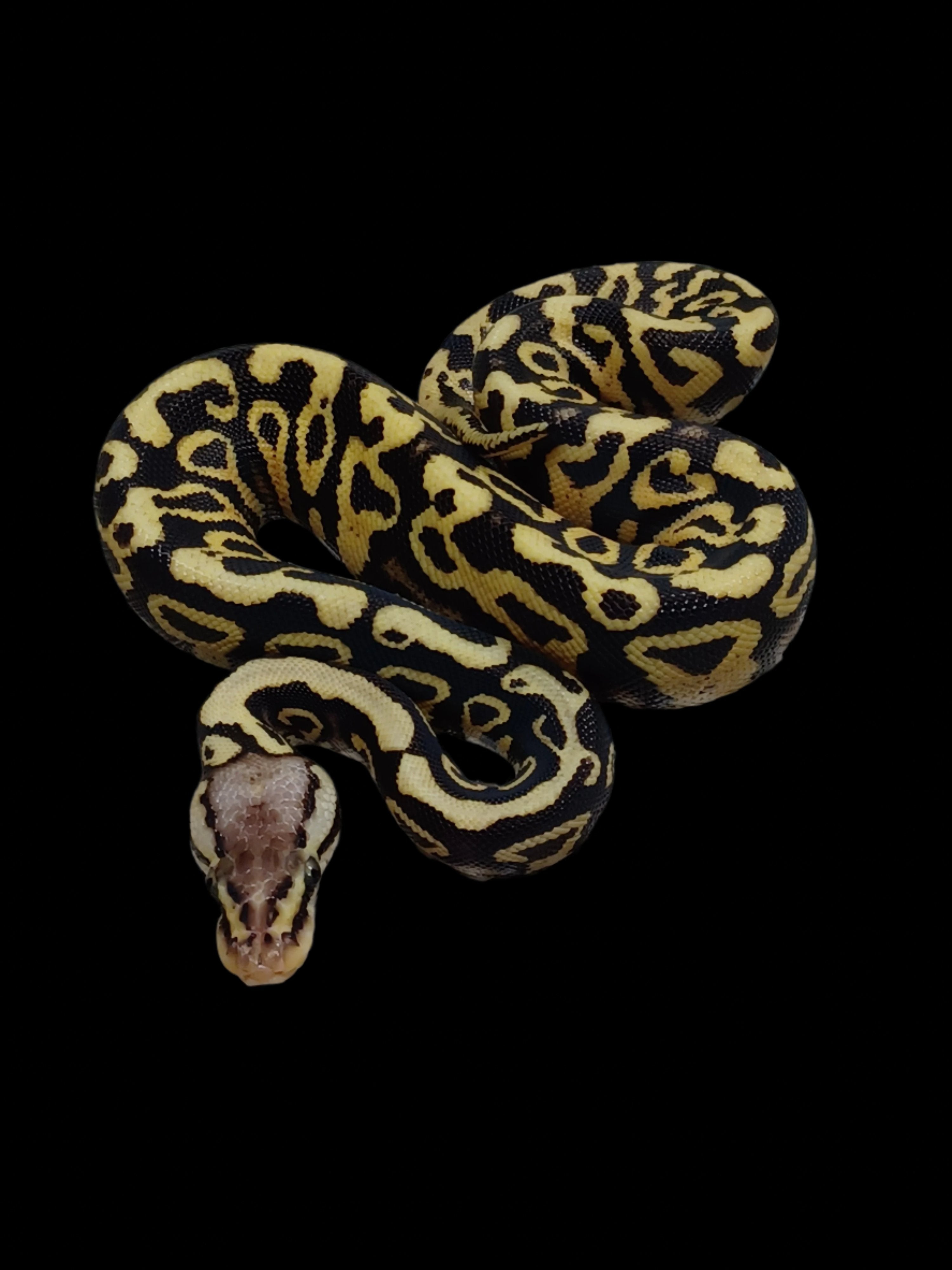 Ball Python (Pastel Asphalt/YB Het Clown)