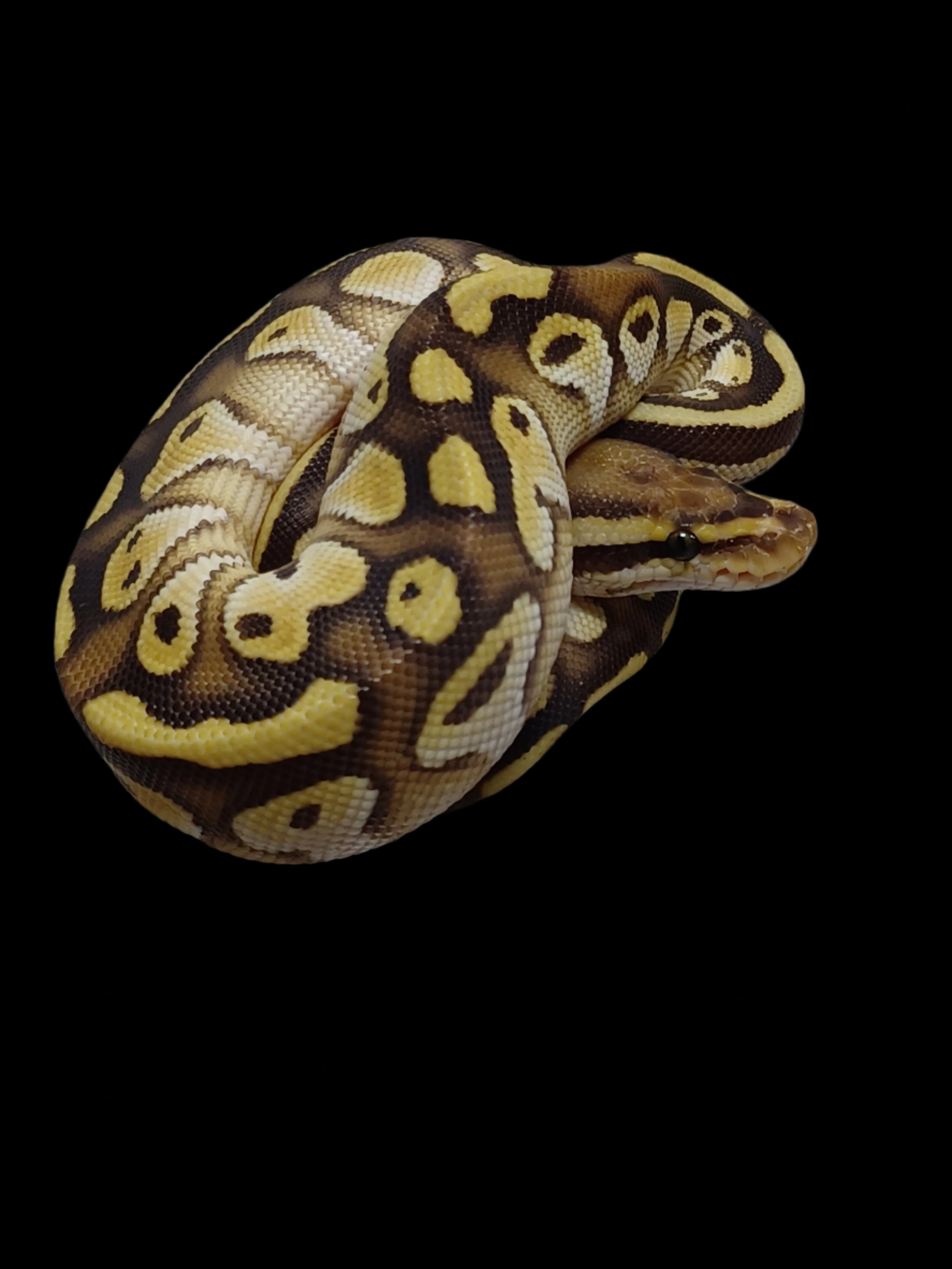 Ball Python (OD Lesser Het DG Hypo Clown)