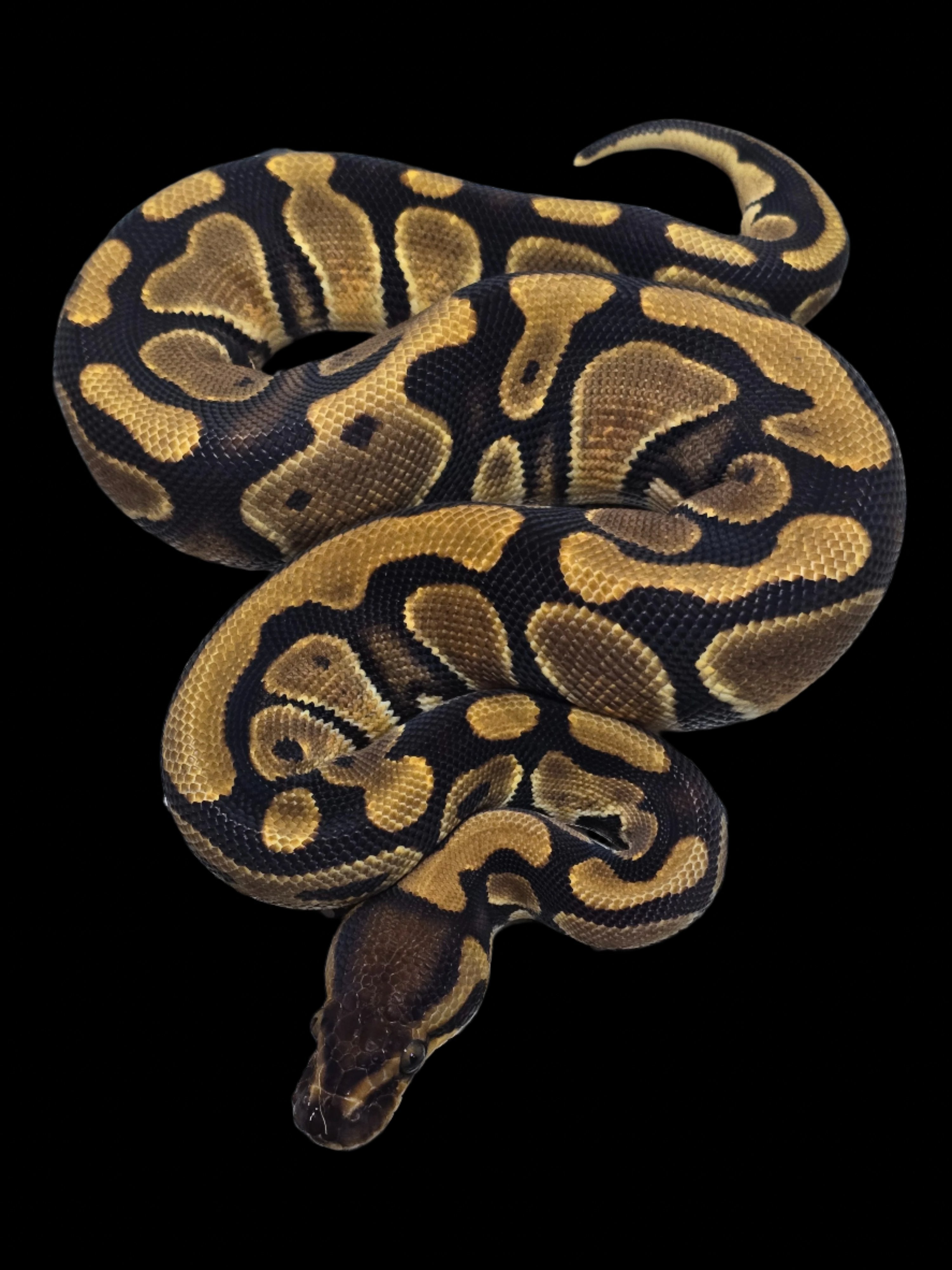 Ball Python (Het Lavender 50% Het Clown Pied)