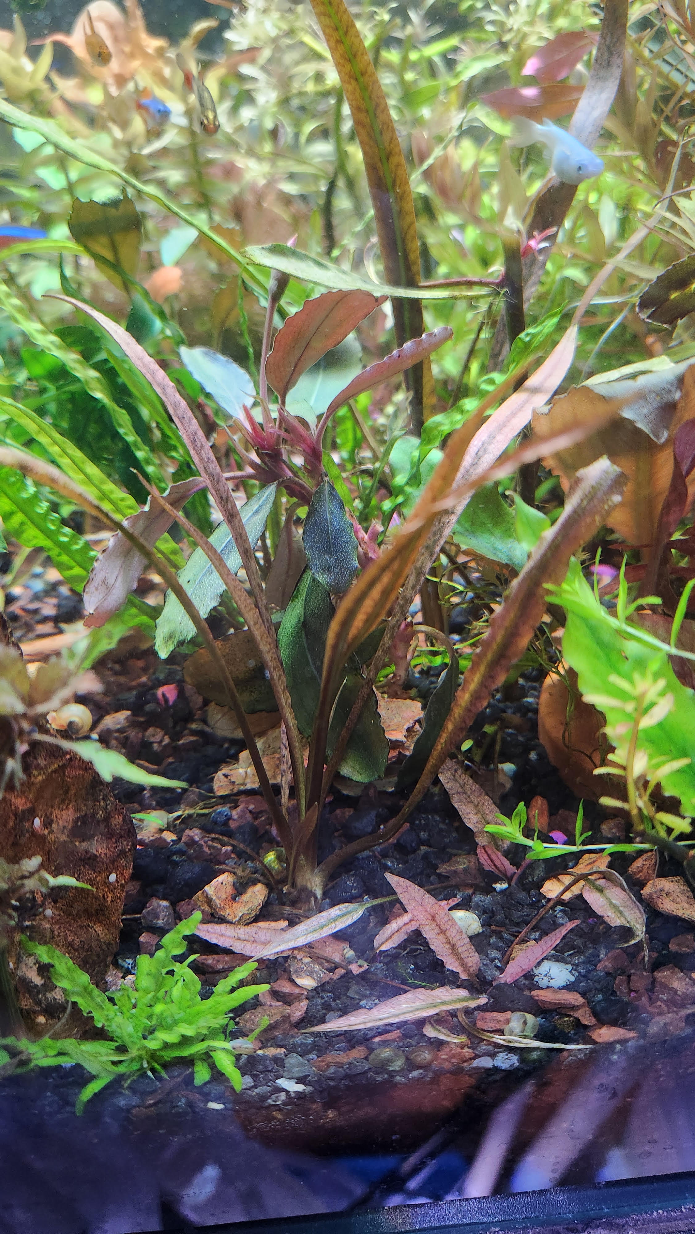 Cryptocoryne spiralis  ‘Tiger’ - Potted