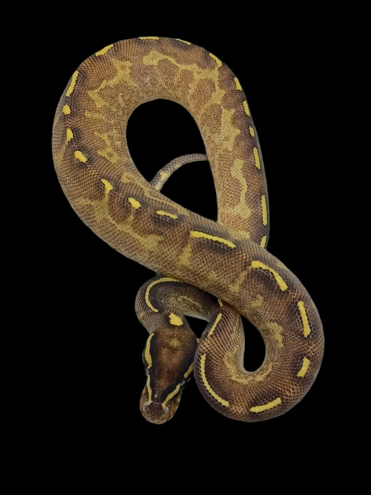 Python royal (Enchi Calico Freeway)