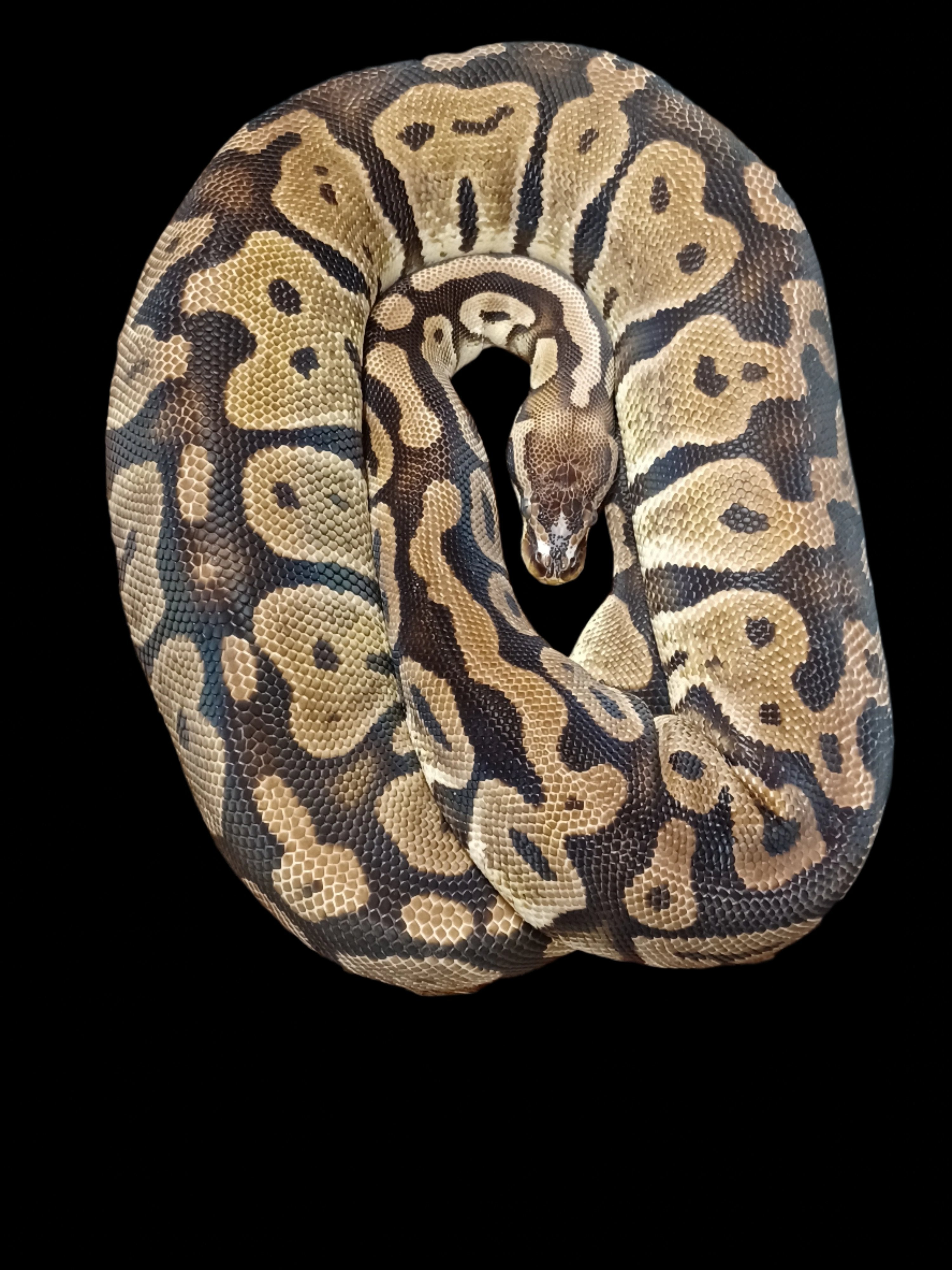 Ball Python (Scaleless Head Het Albino Pied)