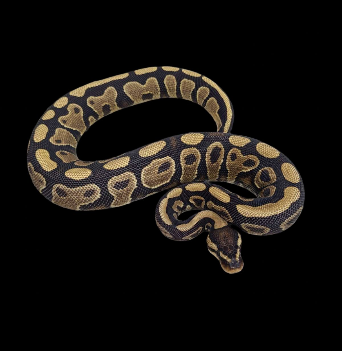 Ball Python (YB Het DG 50% Pied)