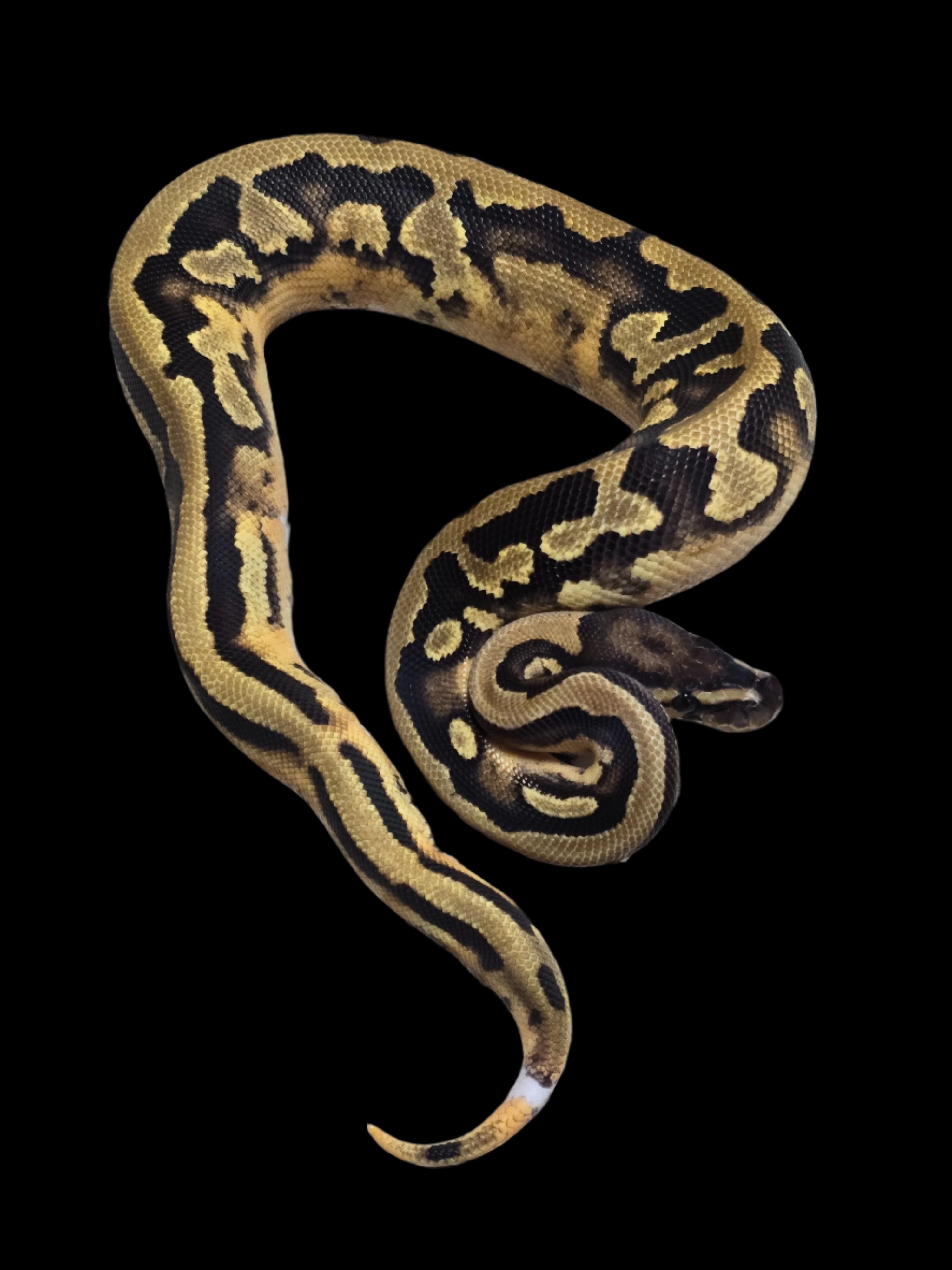 Ball Python (Pied Het DG Cryptic)