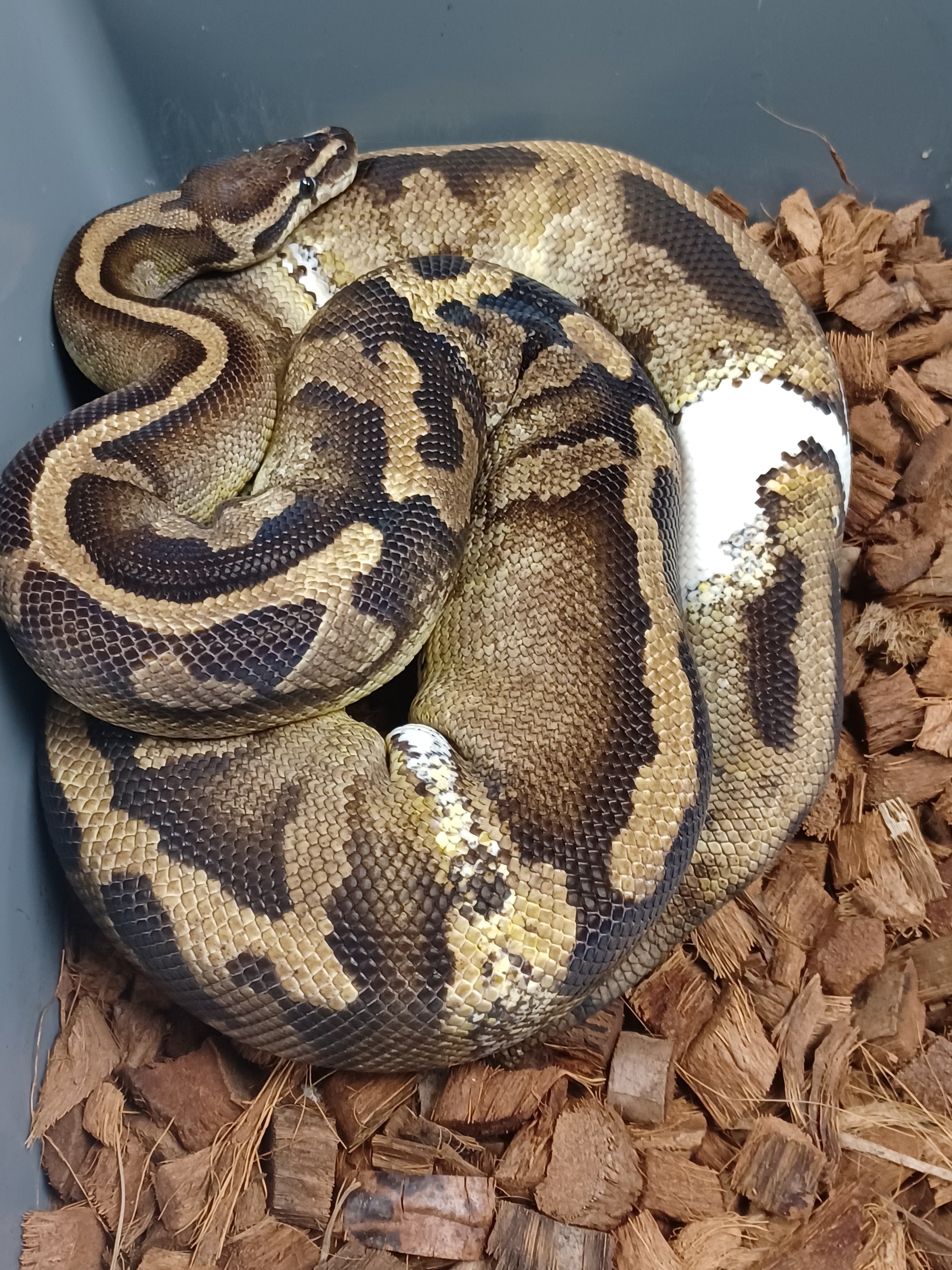 Ball Python (Pied)