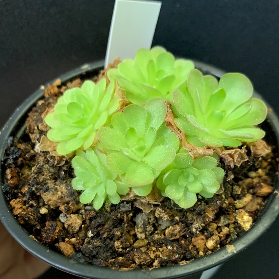 Pinguicula colimensis x cyclosecta