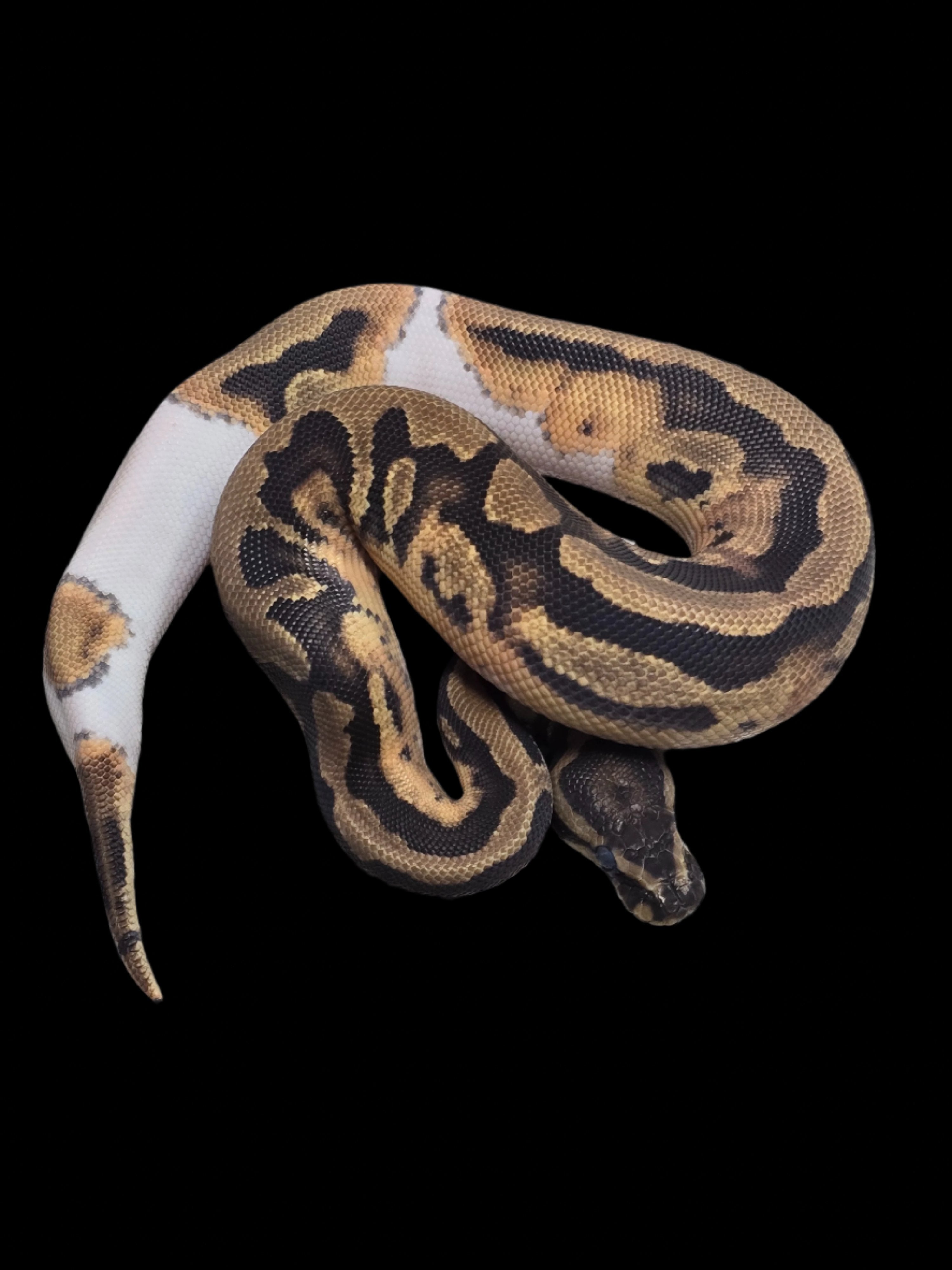 Ball Python (Pied Het DG Cryptic)