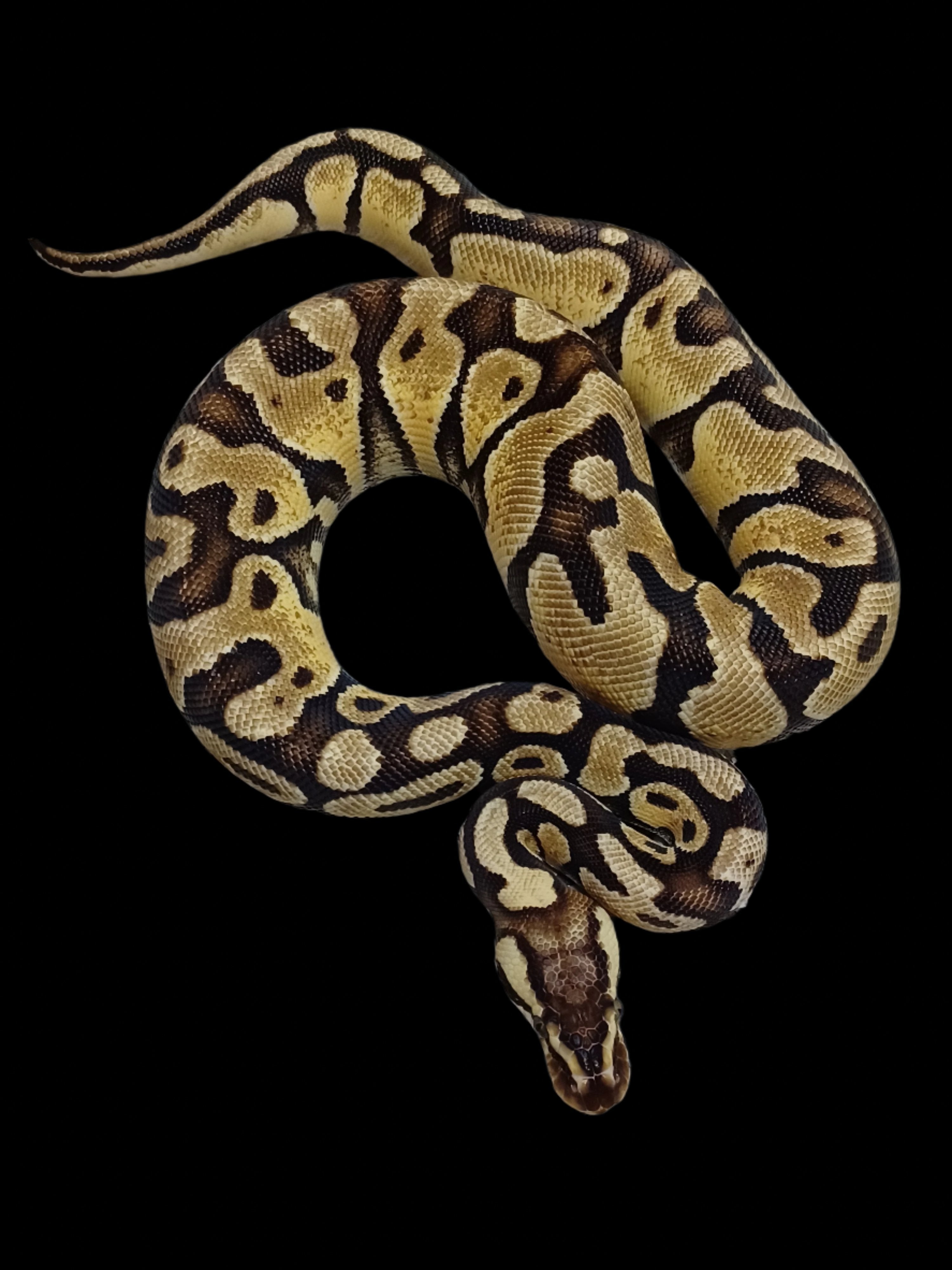 Ball Python (Pastel Enchi YB Het Clown)