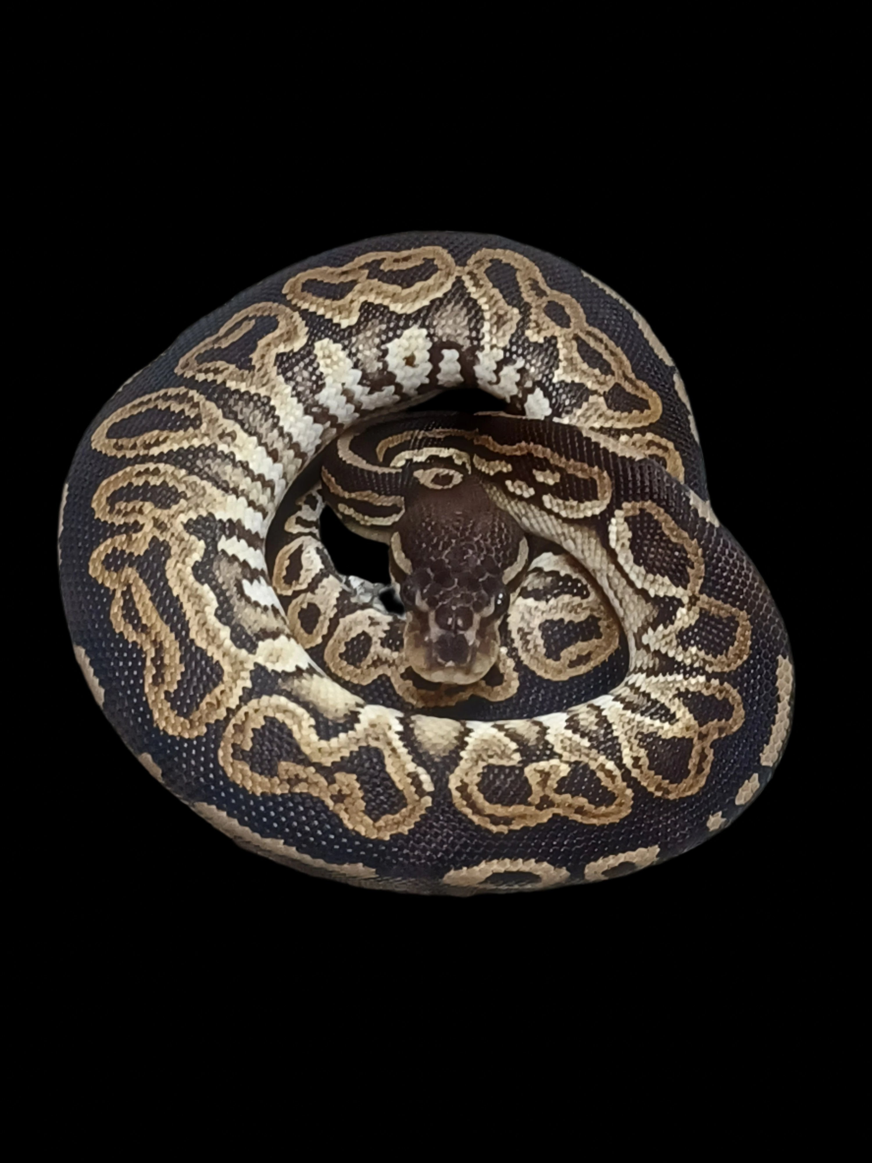 Ball Python (Cinnamon Super Hurricane)