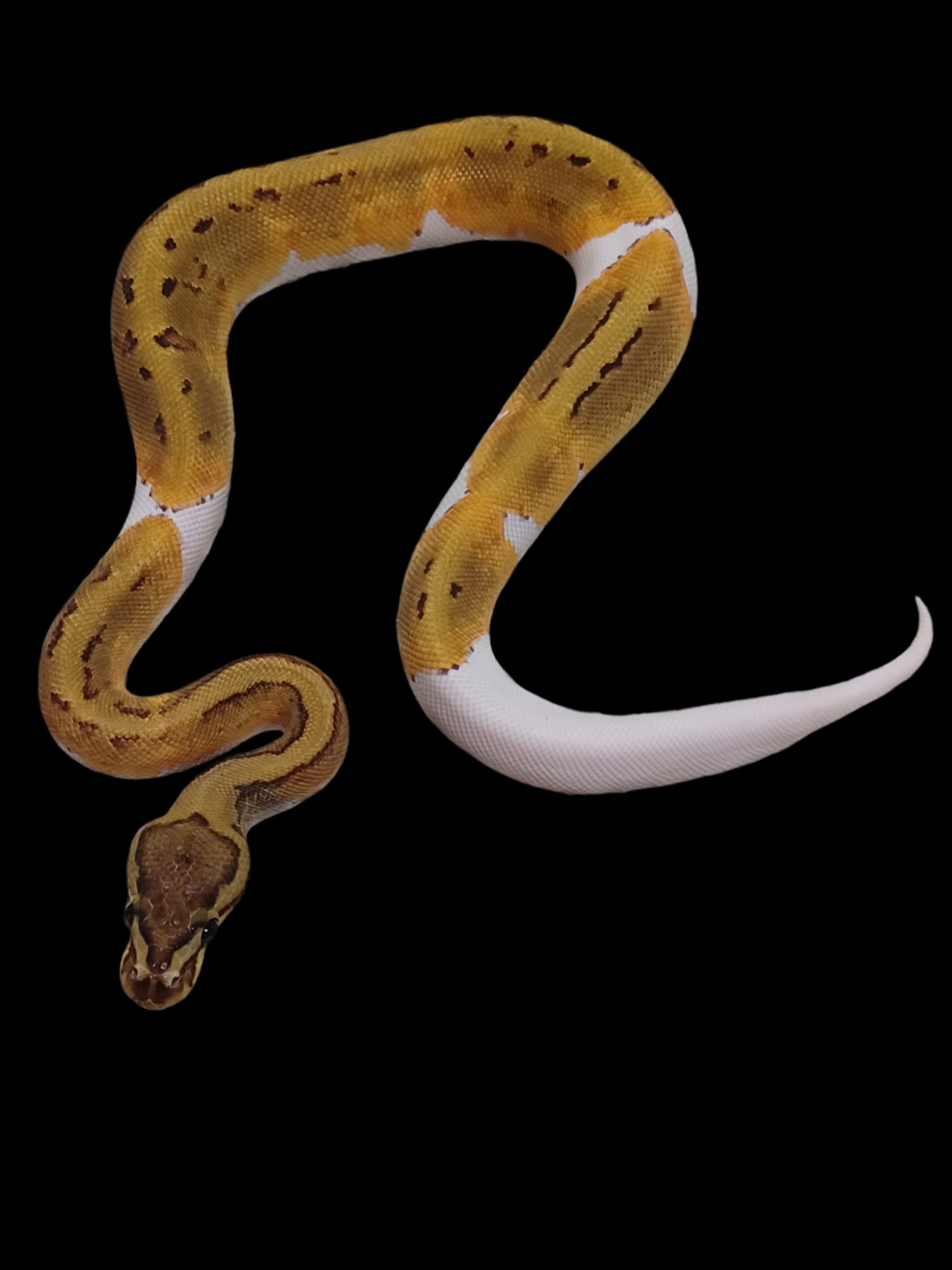 Ball Python (YB Pinstripe Pied Het Hypo)