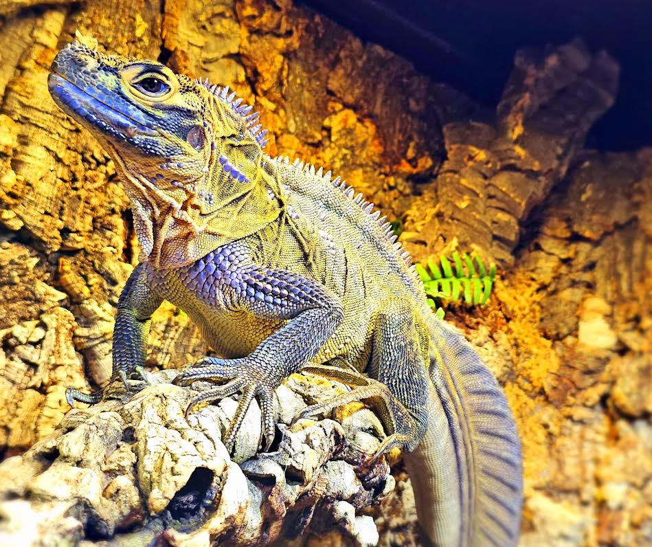 Philippine Blue Sailfin Dragon - Canadian Bred Babies - Extremely Rare