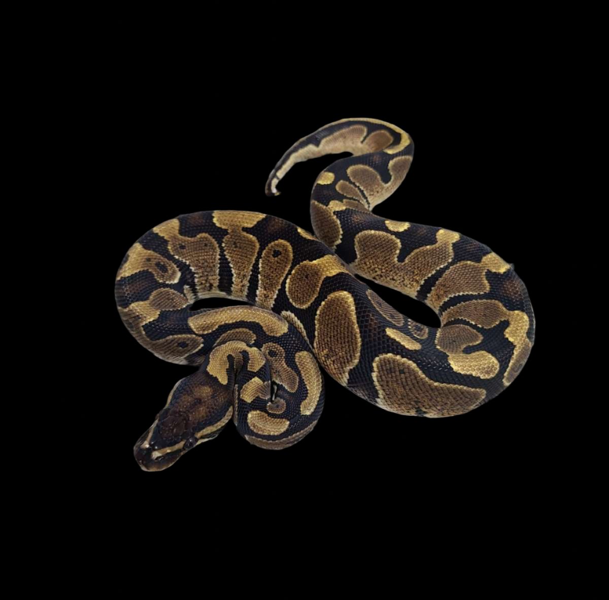 Ball Python (Het Hypo 50% Pied)