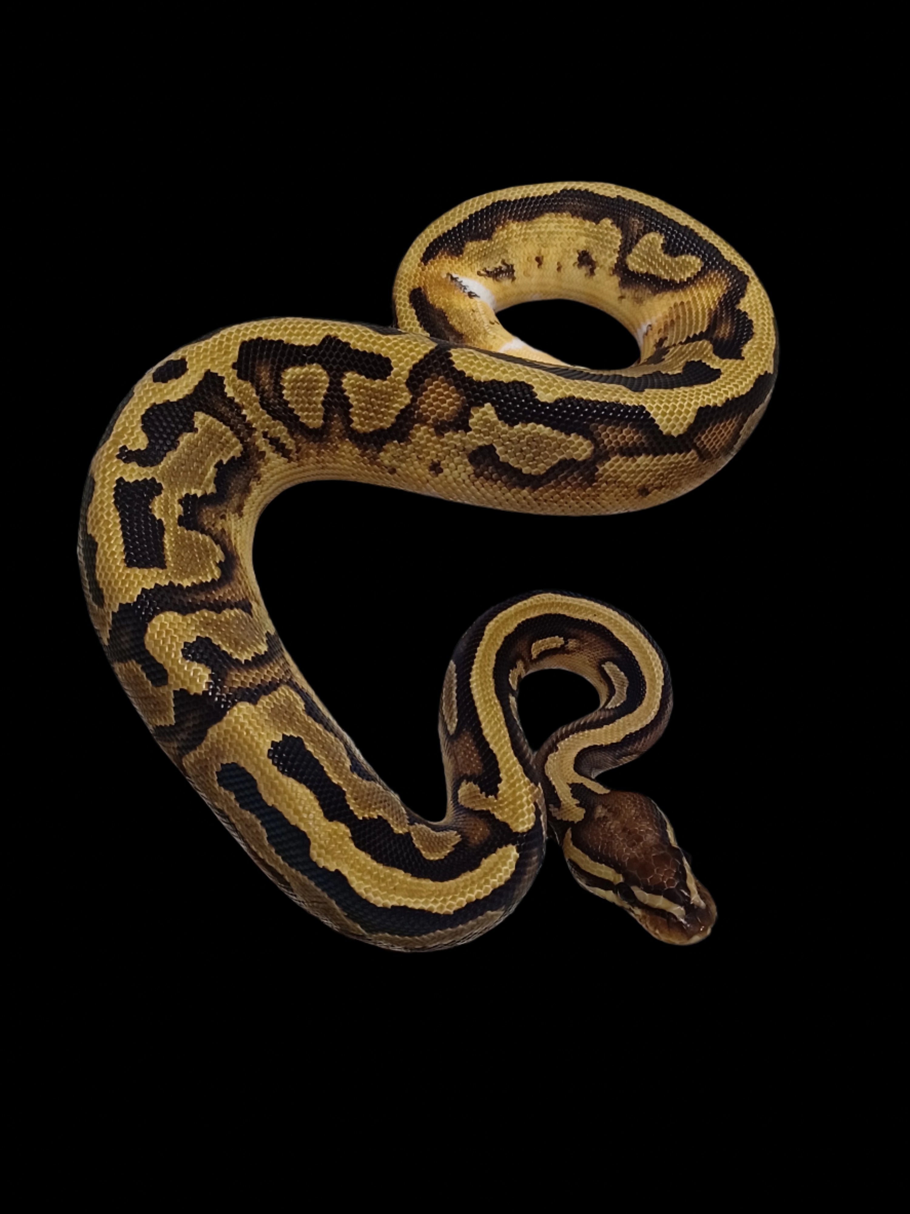 Ball Python (Pied Het Hypo Ultramel)