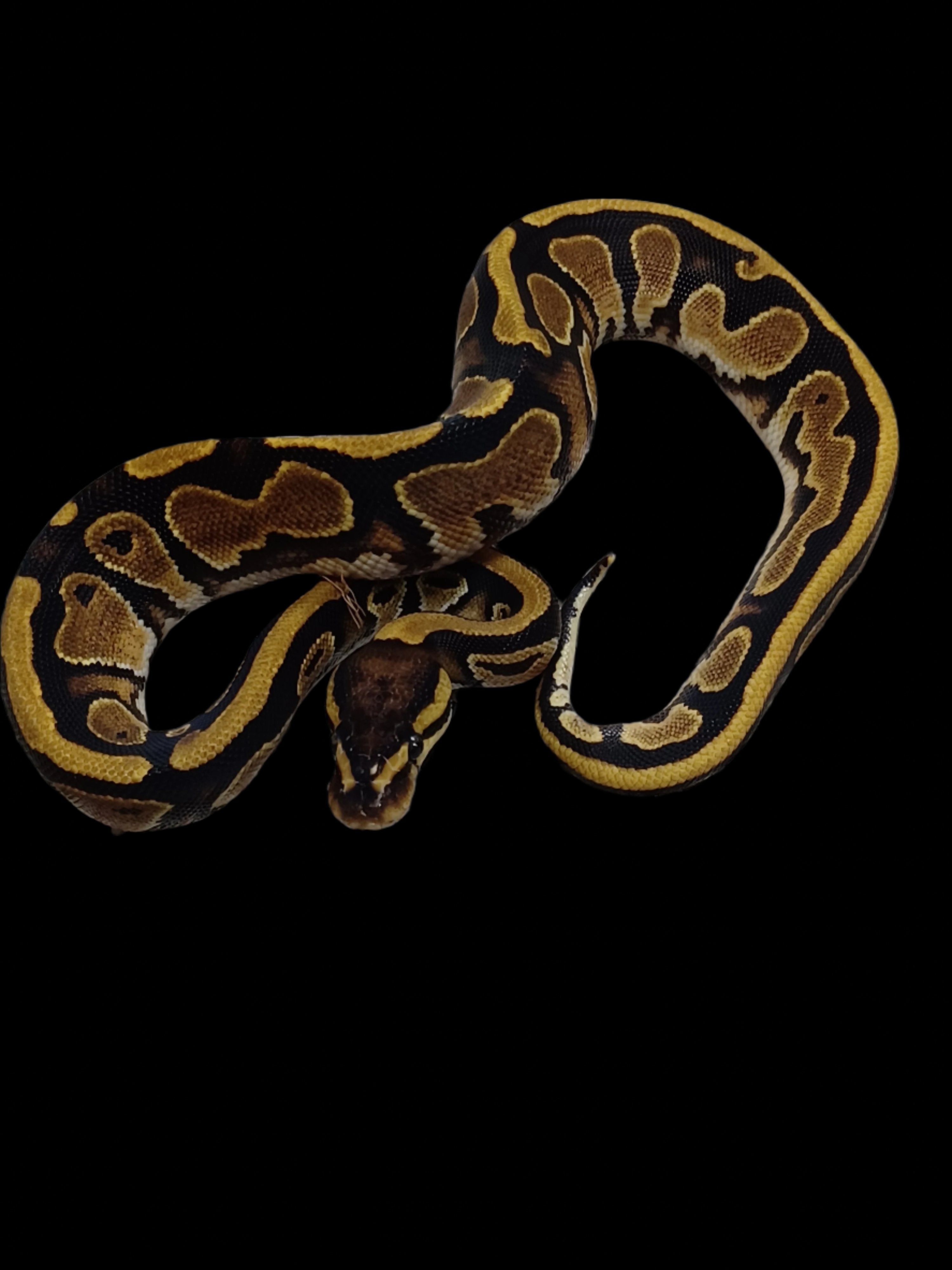 Ball Python (Het G-Stripe Pied 66% Het Lavender)