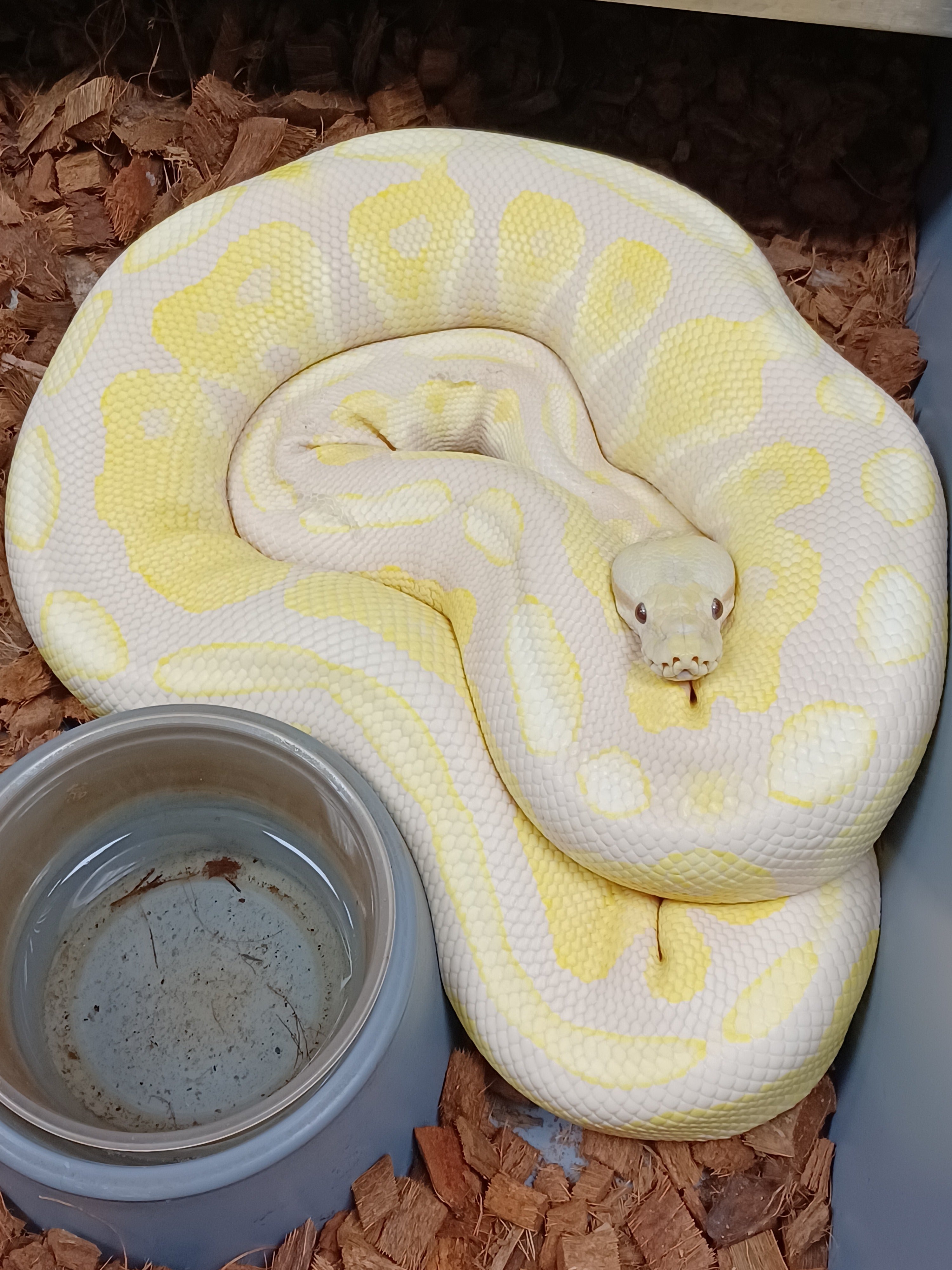 Ball Python (Cinnamon Toffino)