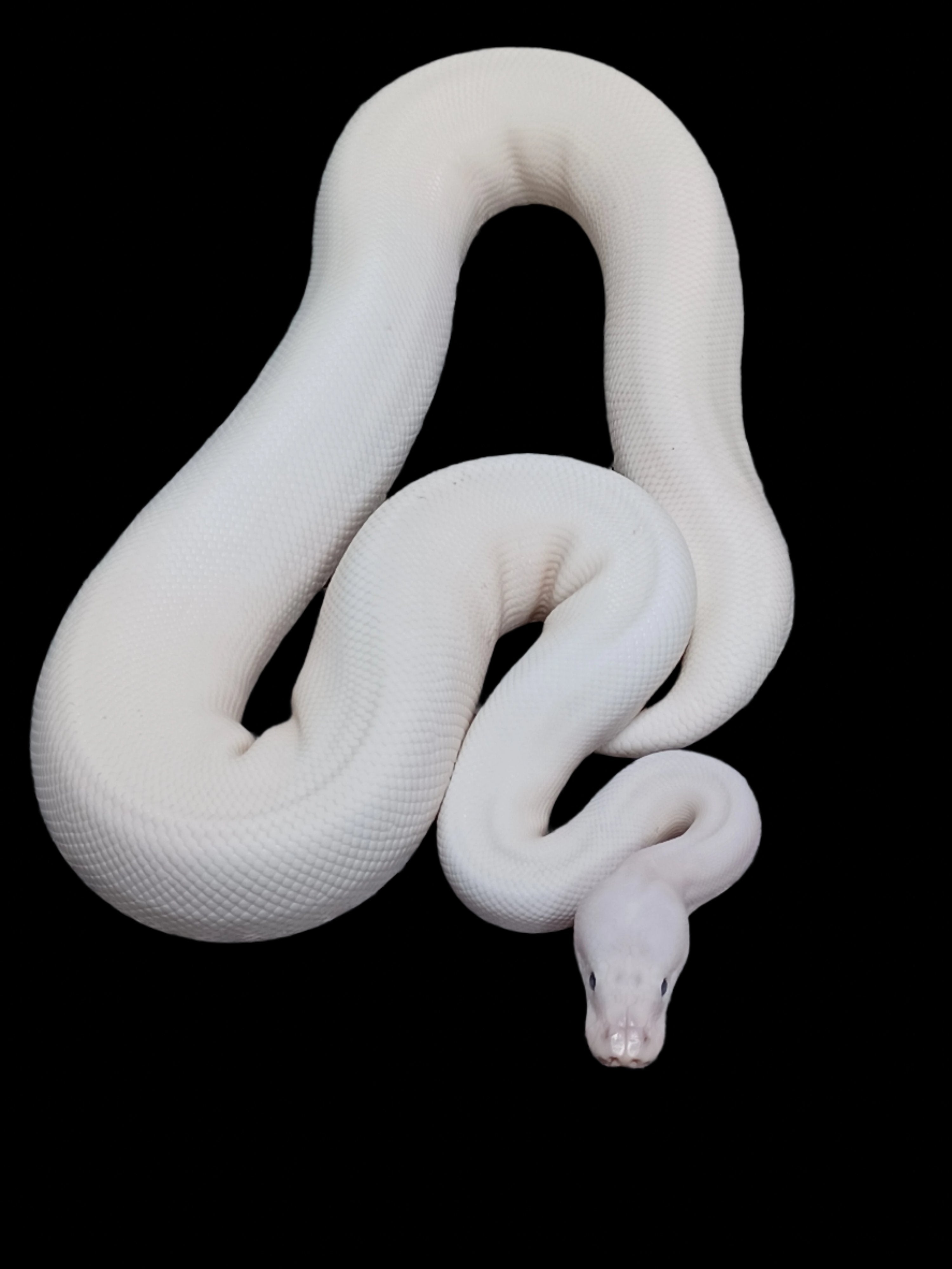 Ball Python (Lesser Pied Het Hypo Poss Pinstripe)