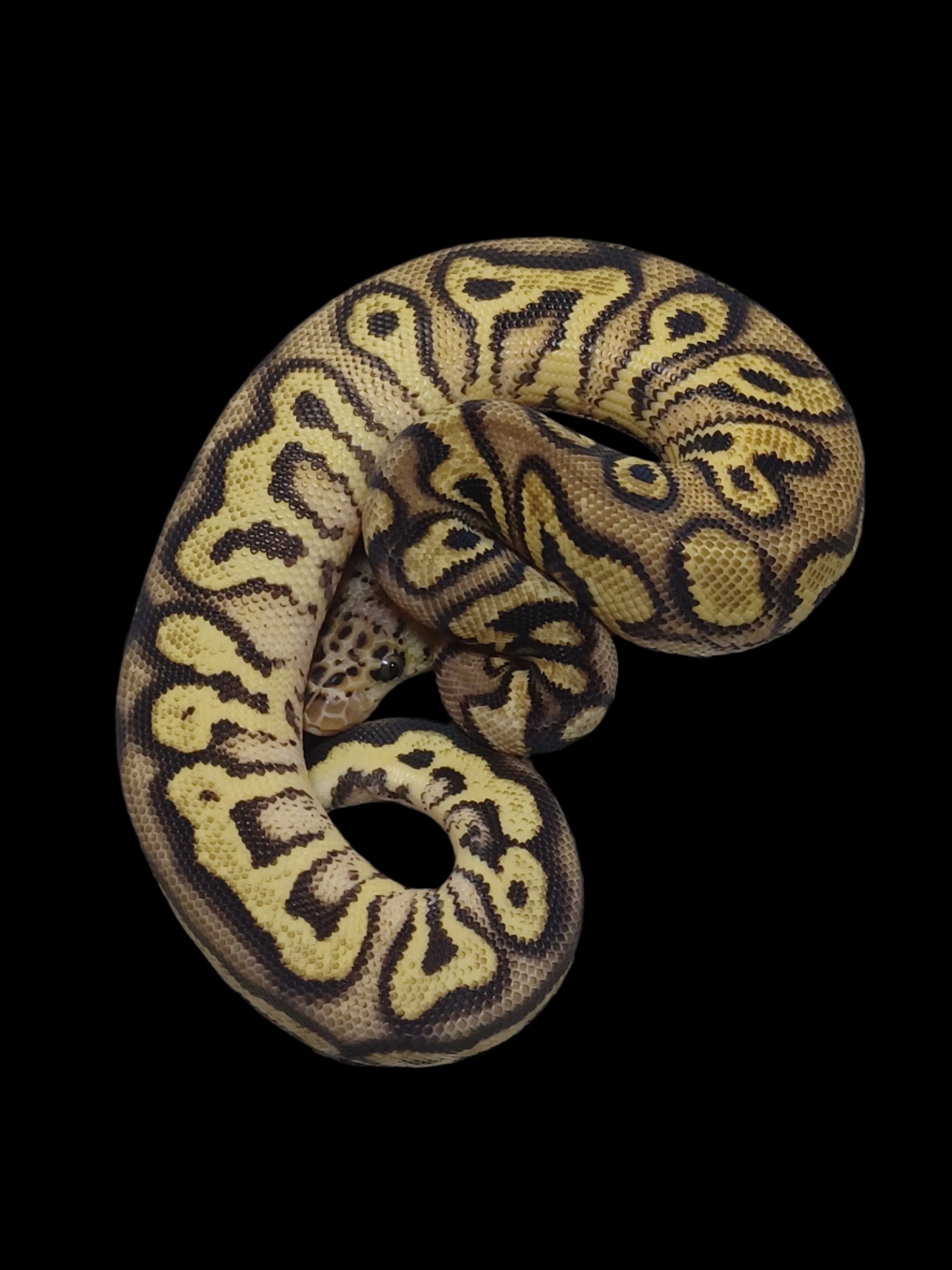 Ball Python (Pastel YB Clown Het Pied)