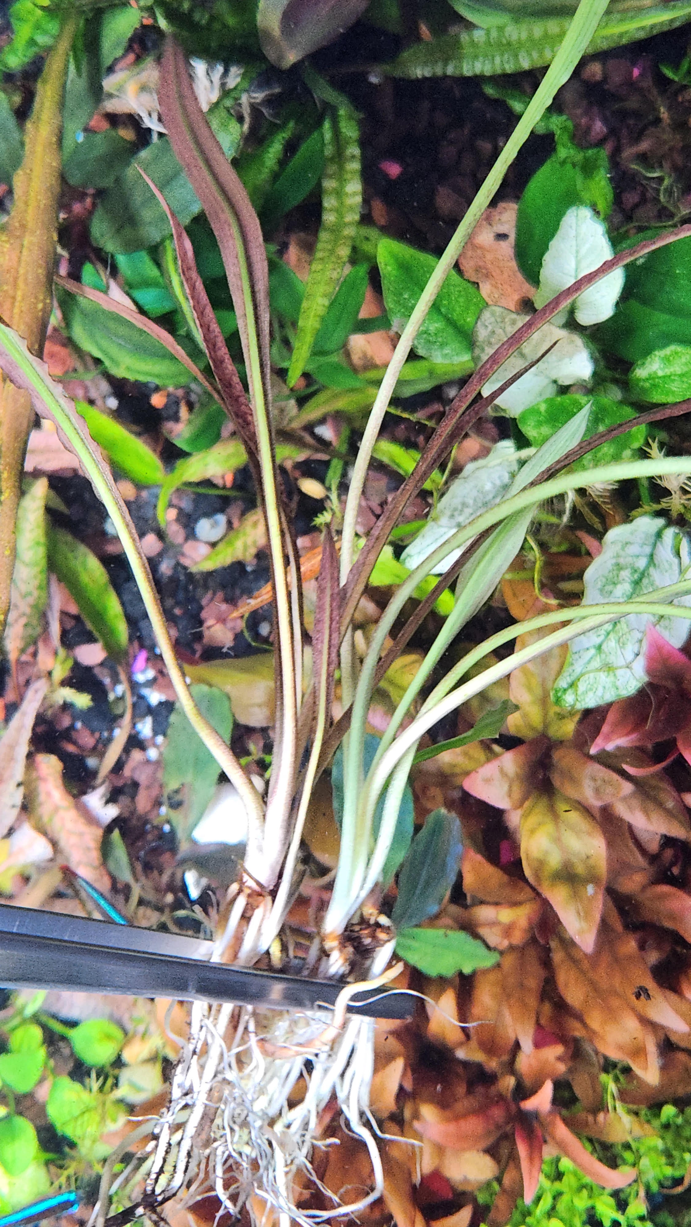 Cryptocoryne spiralis  ‘Tiger’ - Potted