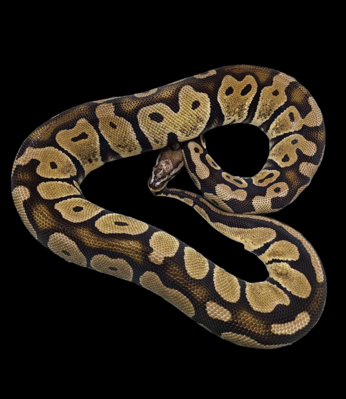 Ball Python (Pastel Scaleless Head)