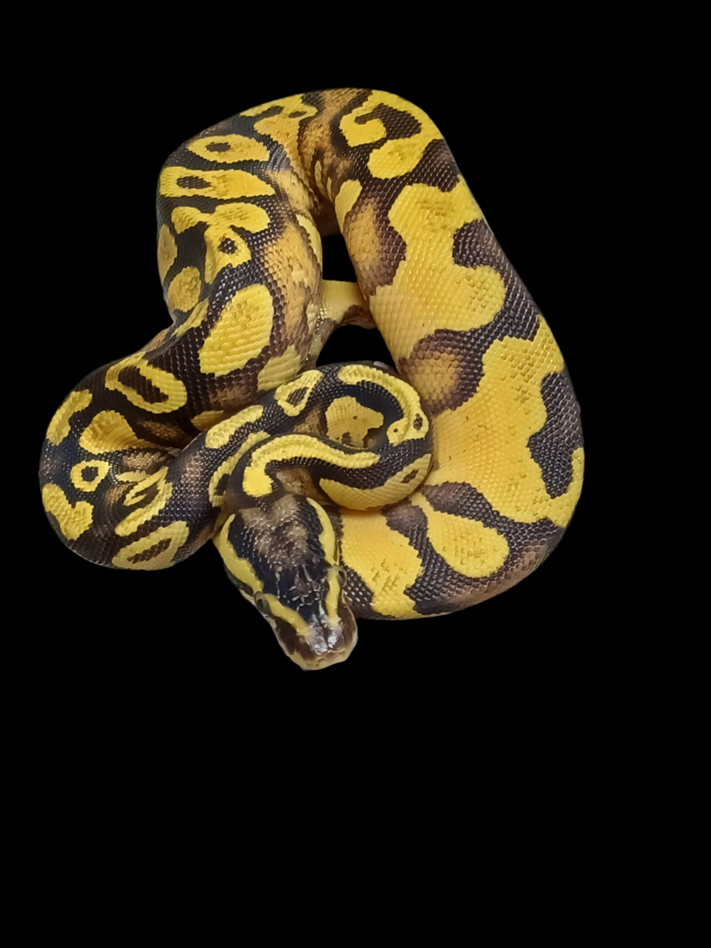 Ball Python (Pastel Enchi YB Het Pied)