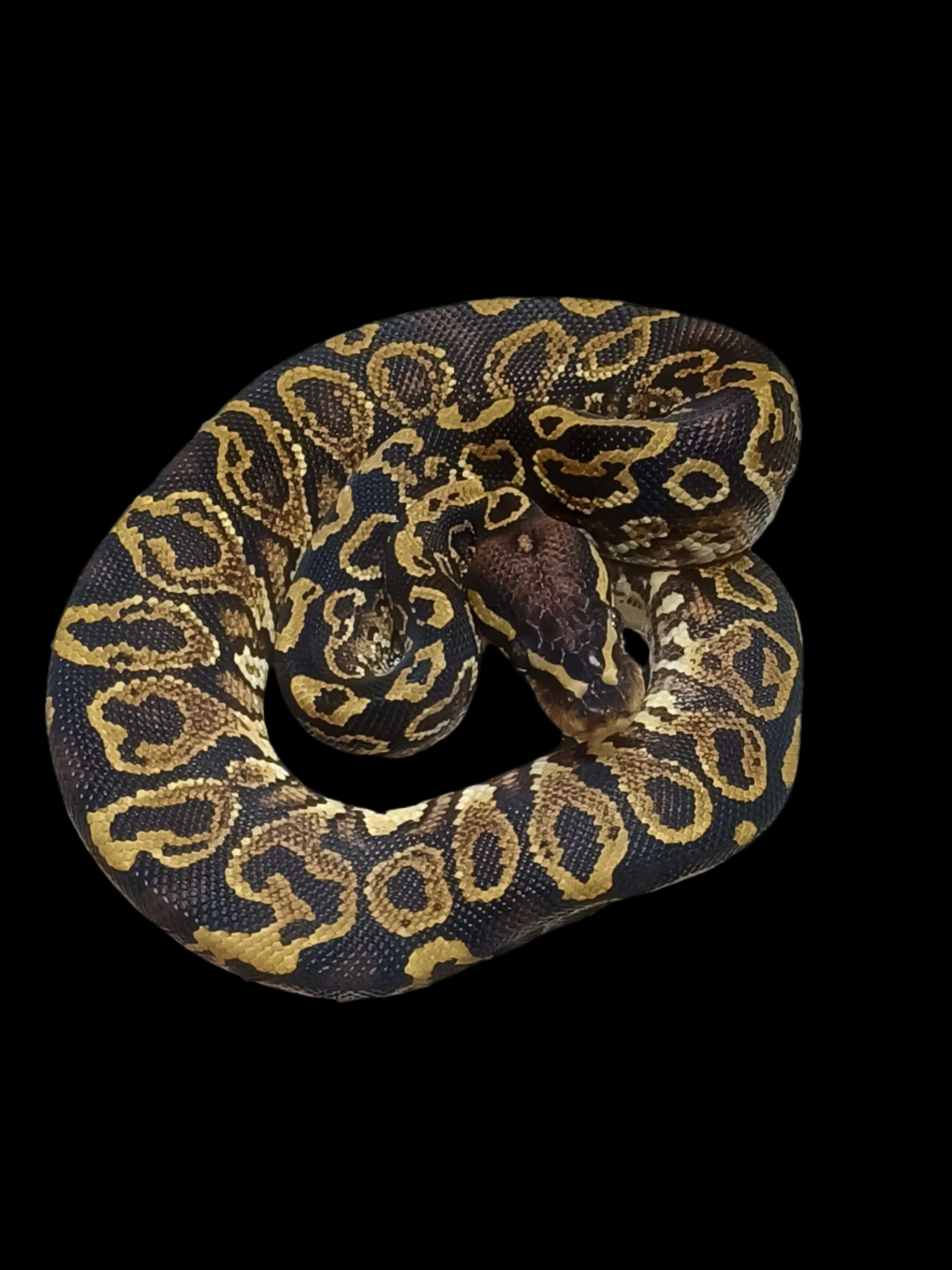 Ball Python (Super Hurricane YB)