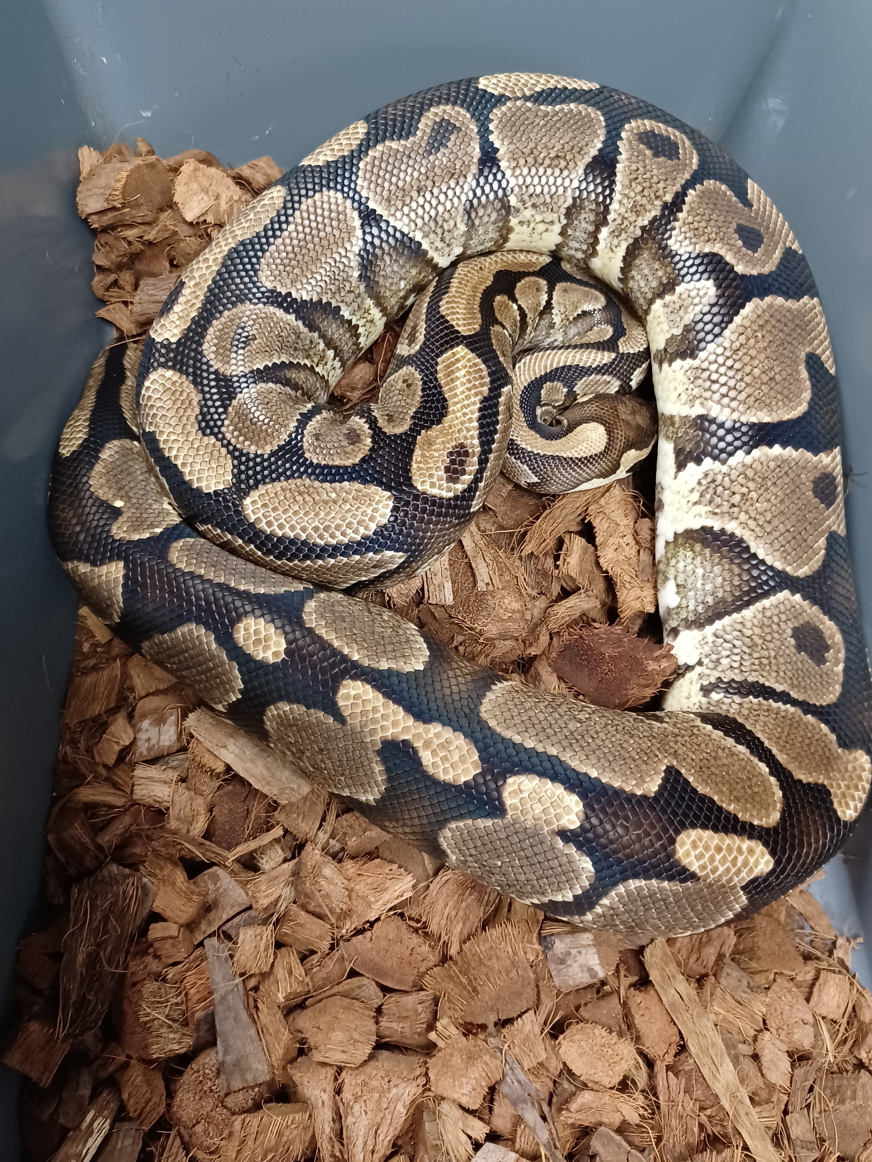 Ball Python (YB Het VPI)