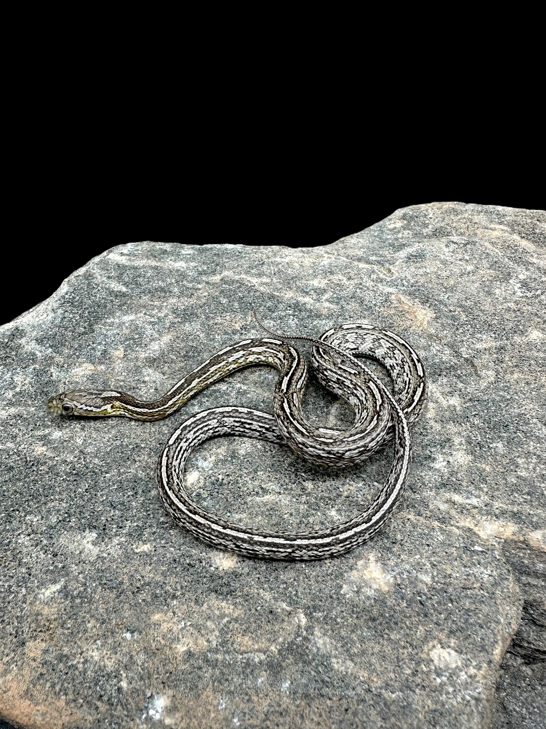 Corn Snake (Tessera Anery Het Scaleless) Female CBB