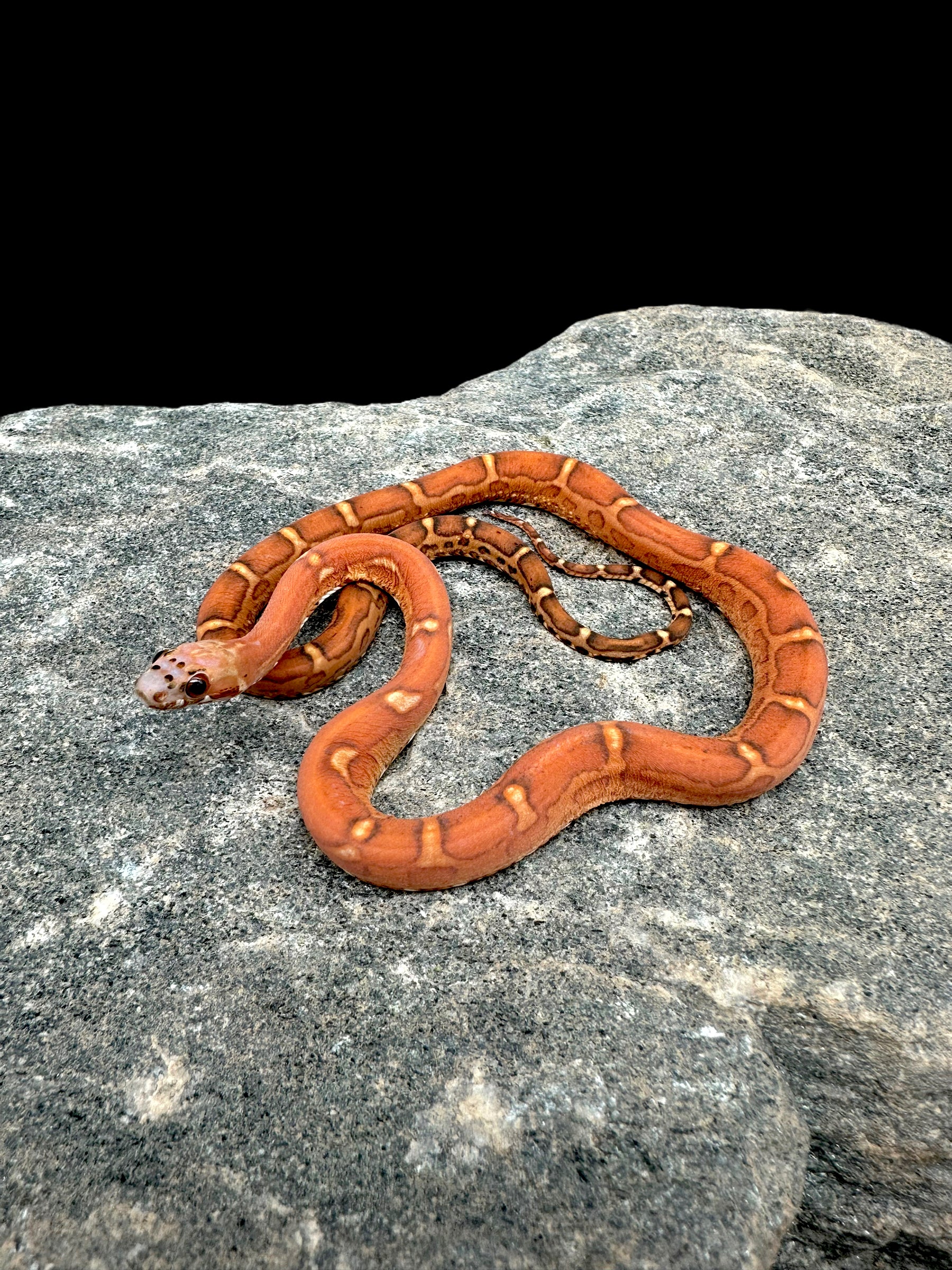 Corn Snake (Scaleless Blood) Male CBB
