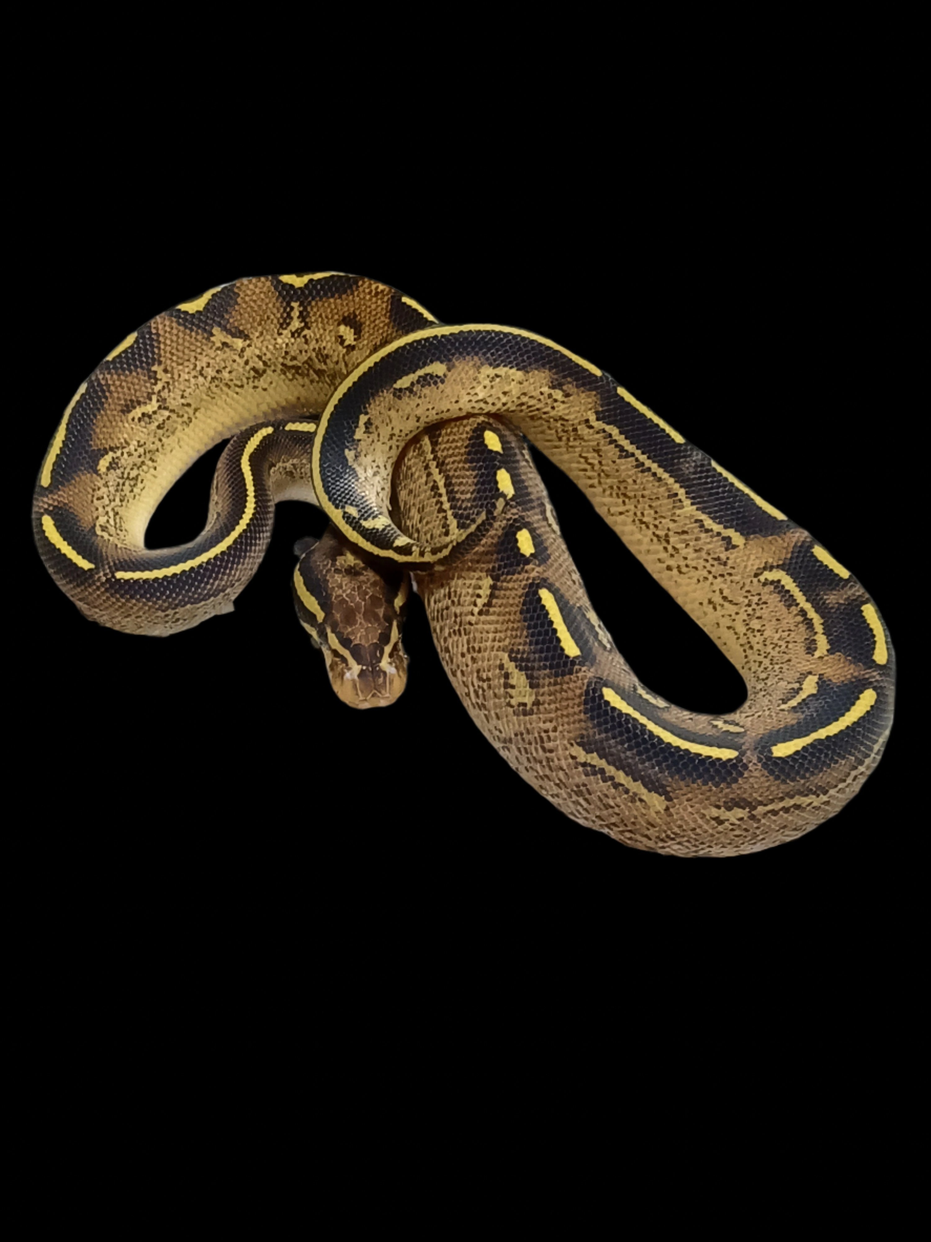 Ball Python (Freeway Het DG Cryptic)