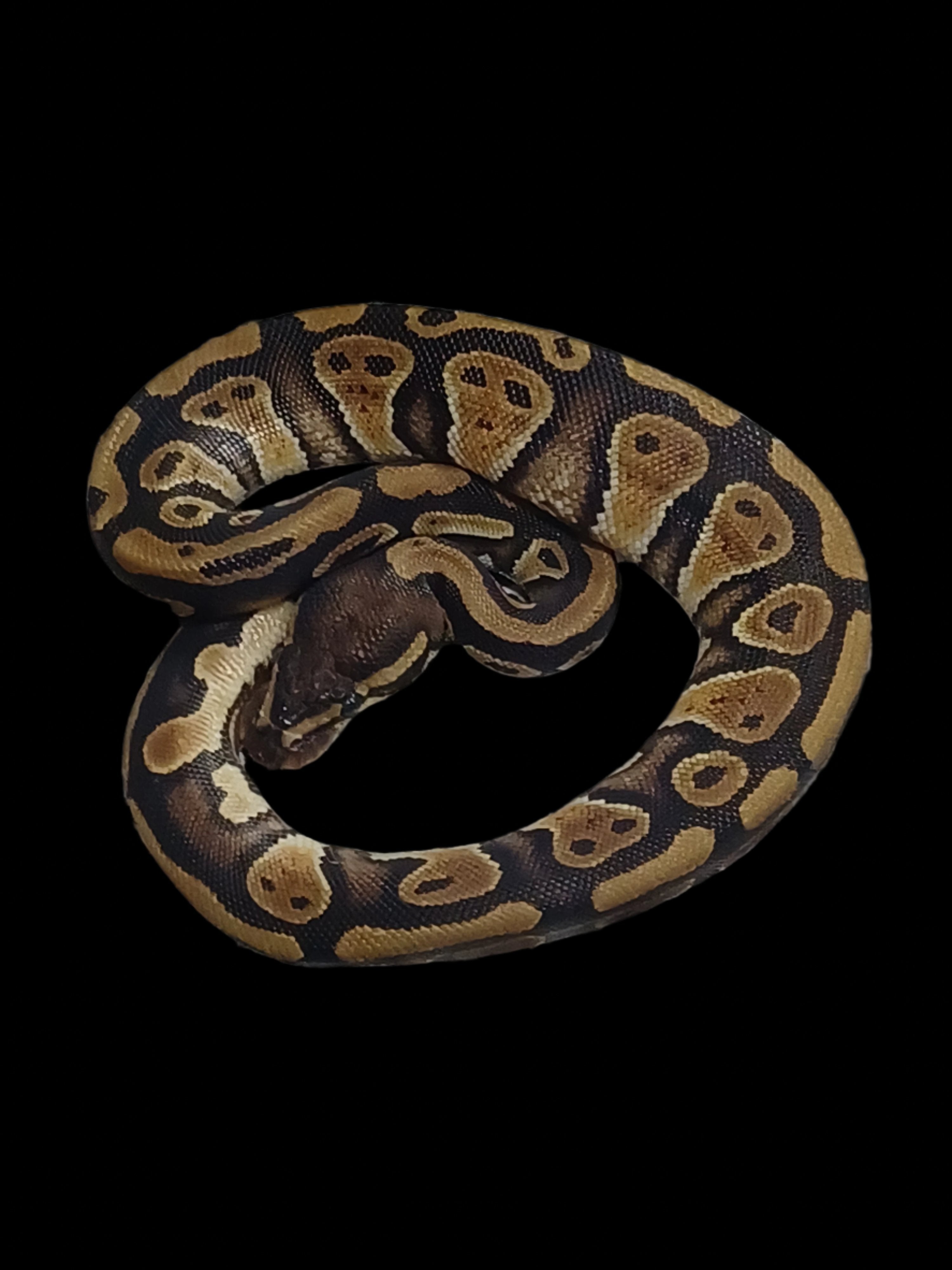 Ball Python (Het Lavender 66% Het Clown Pied)