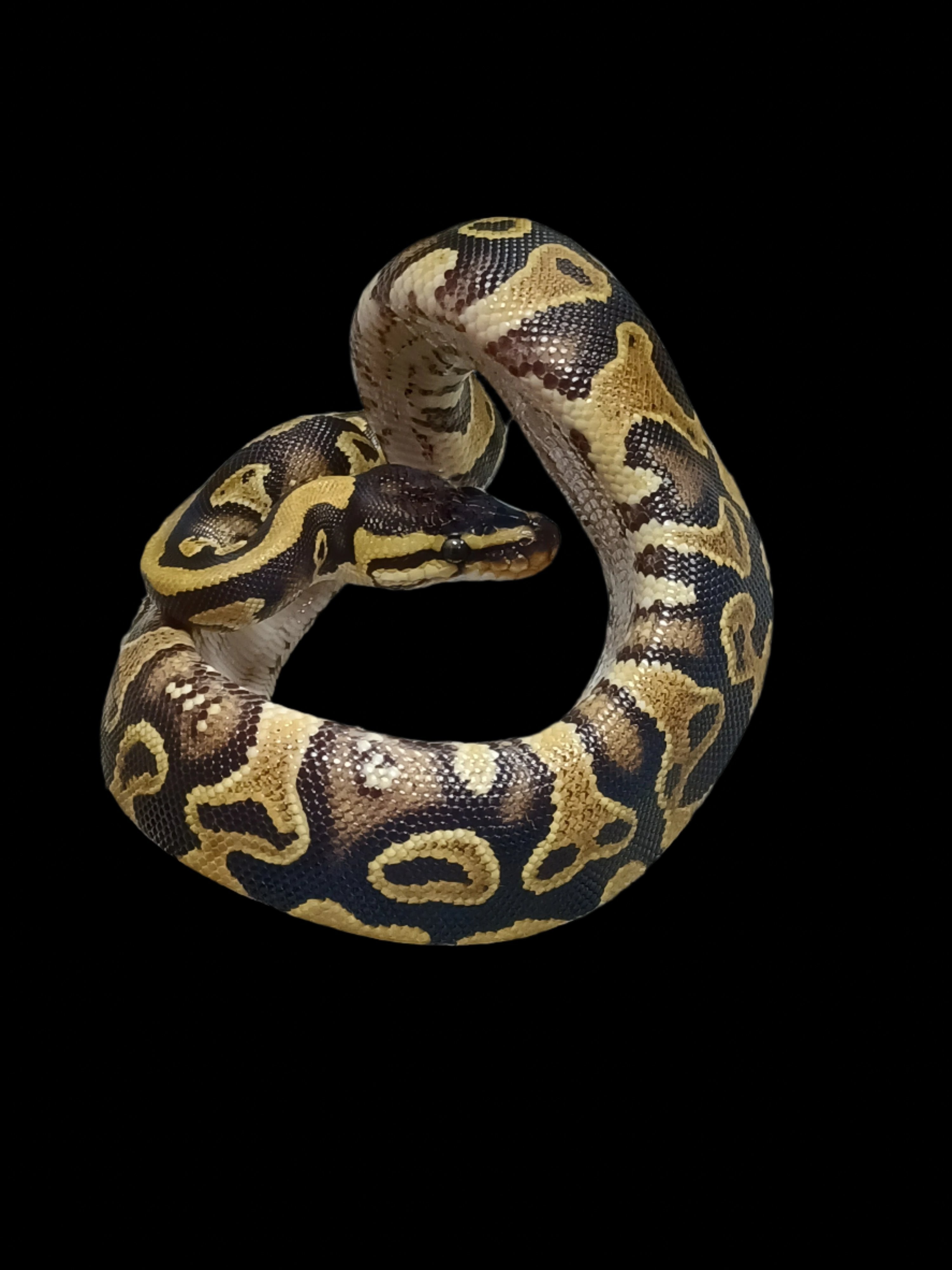 Ball Python (Pastel Asphalt/YB Het Clown)