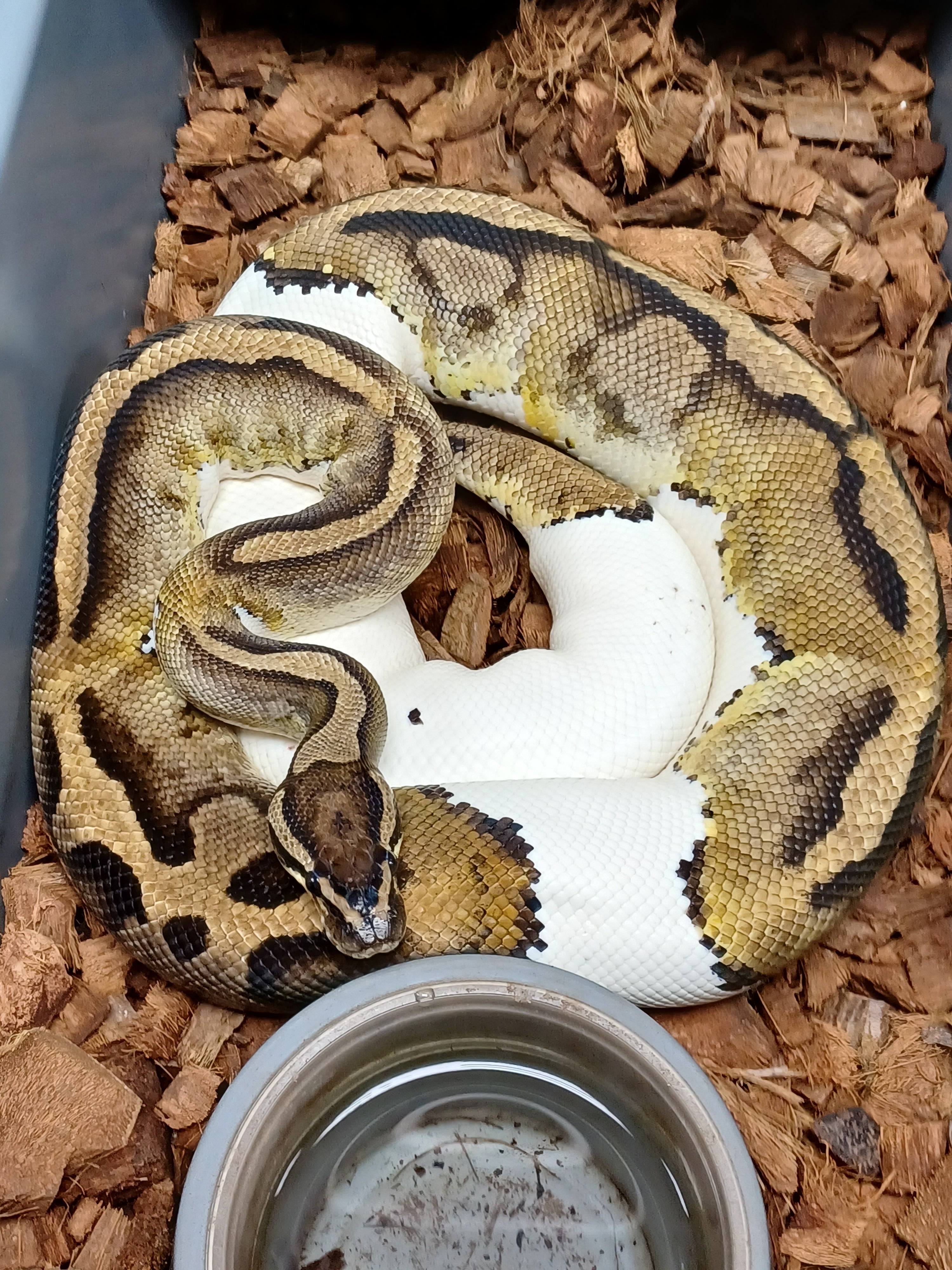 Ball Python (Pied)