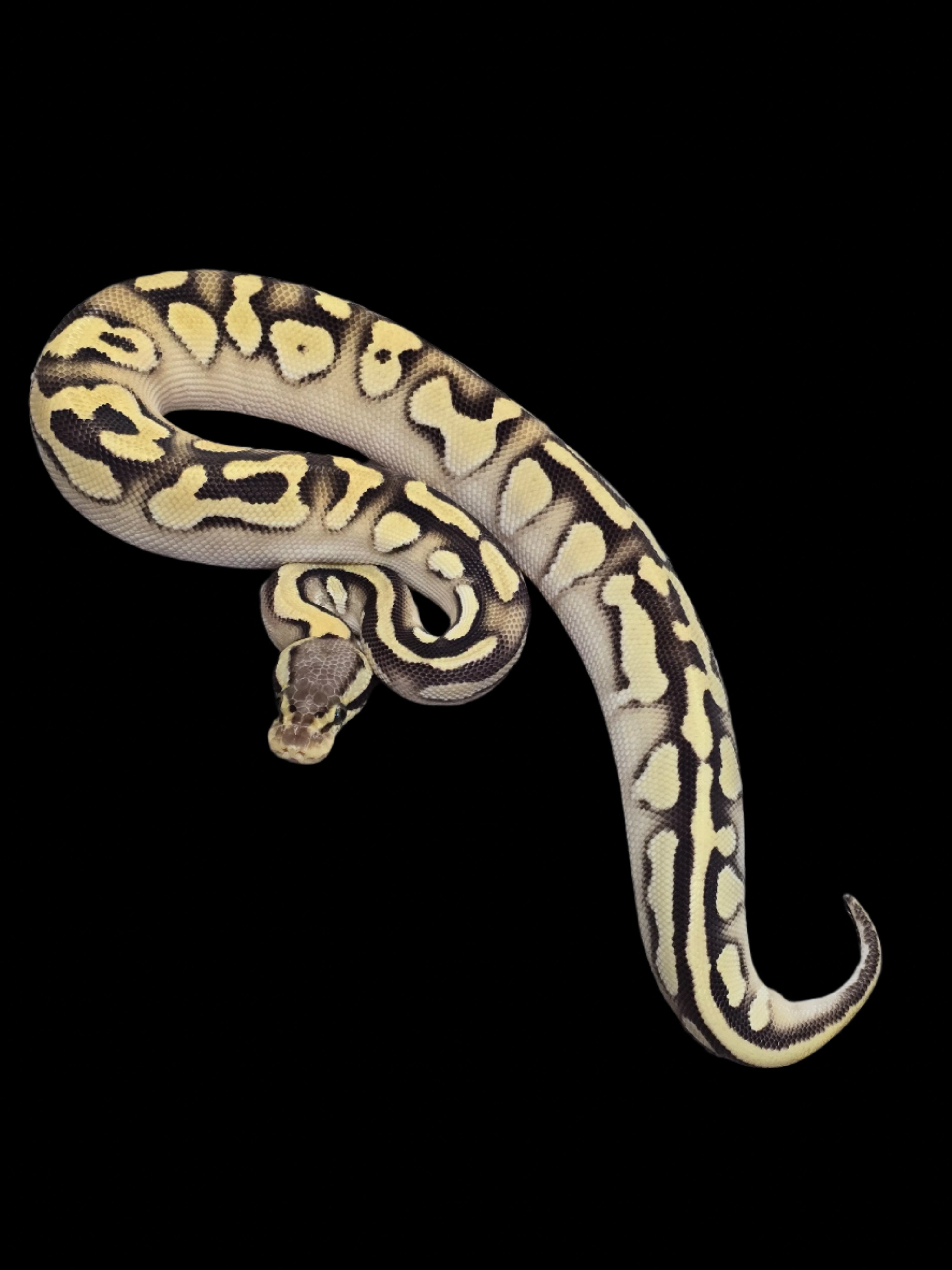 Ball Python (Pastel Enchi Mojave OD DH Clown Pied Poss YB)