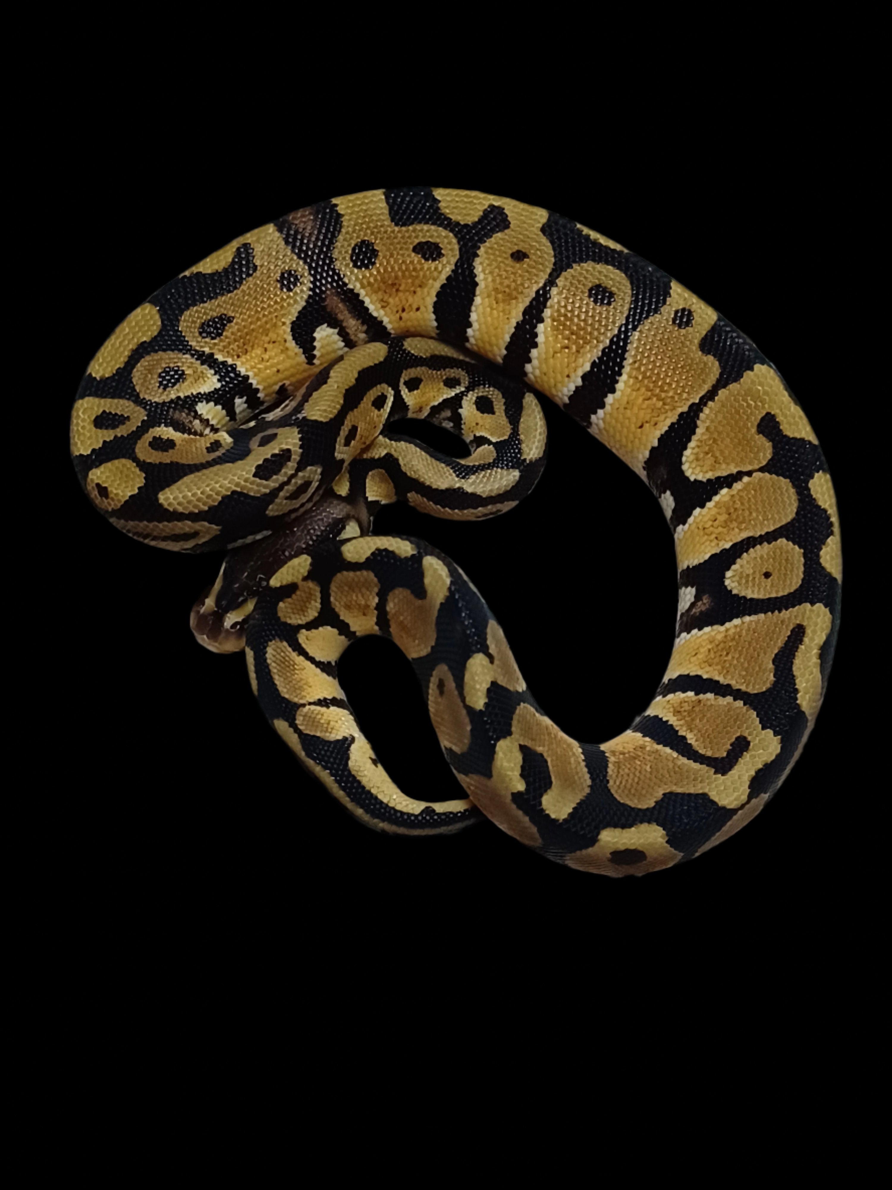 Ball Python (Pastel Het DG)