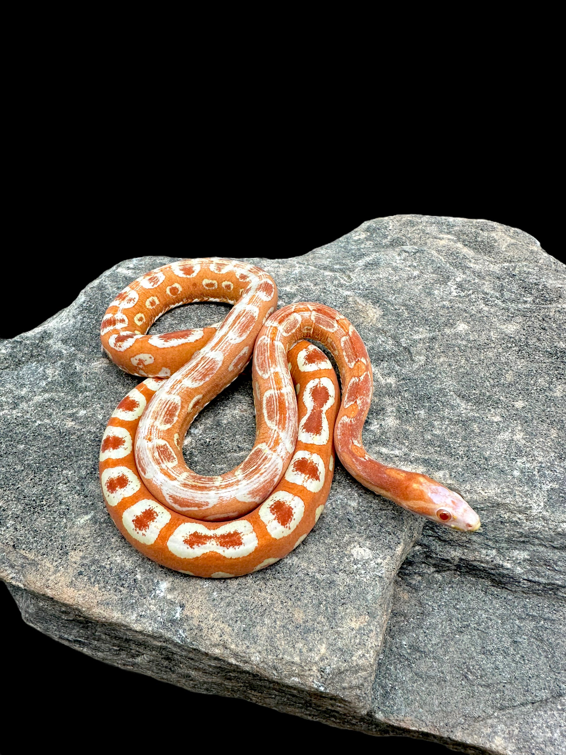 Corn Snake (Scaleless Reverse Okeetee) Sub-Adult Male CBB